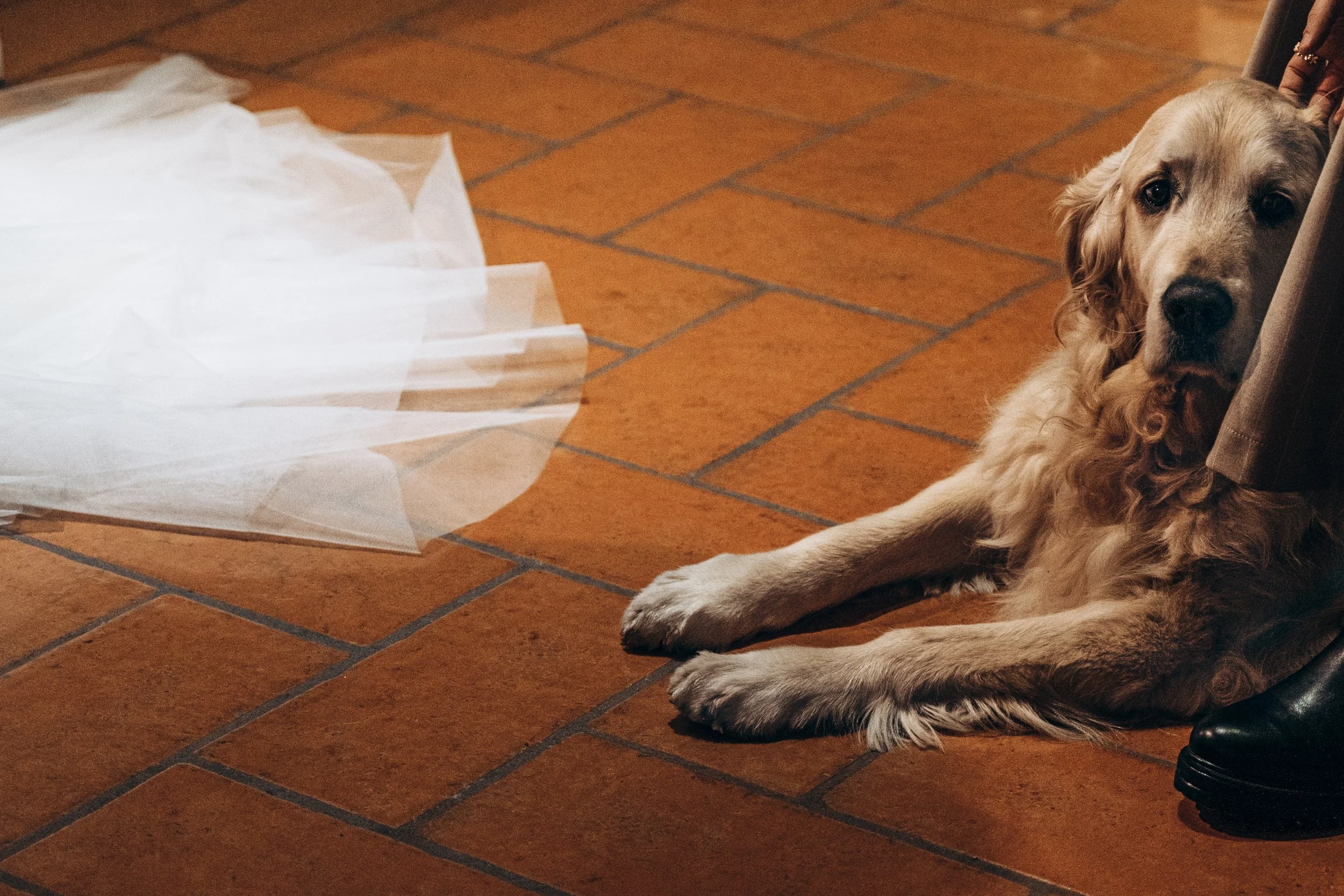 Cagnolino dorato sdraiato su piastrelle di ceramica, con una gonna di tulle bianca sul lato sinistro e una persona seduta accanto a lui, con una scarpa nera visibile.