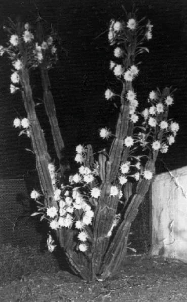A cactus with many flowering white blooms on its branches, set against a dark background.