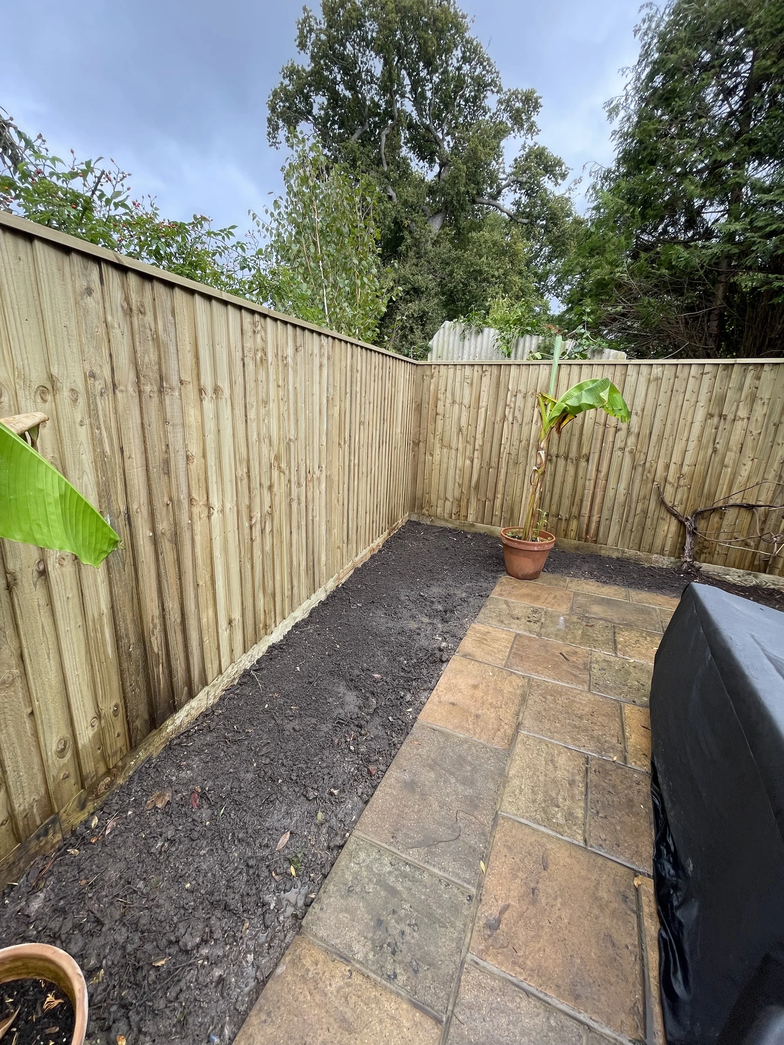 A small backyard with a wooden fence, dirt bed along the fence, and a paving stone path. There are potted plants, including a banana plant, and trees in the background.