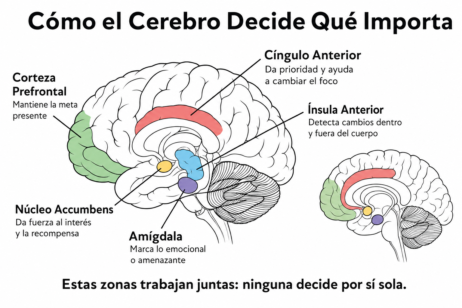 La saliencia en el TDAH: Tener demasiada atención para demasiadas cosas