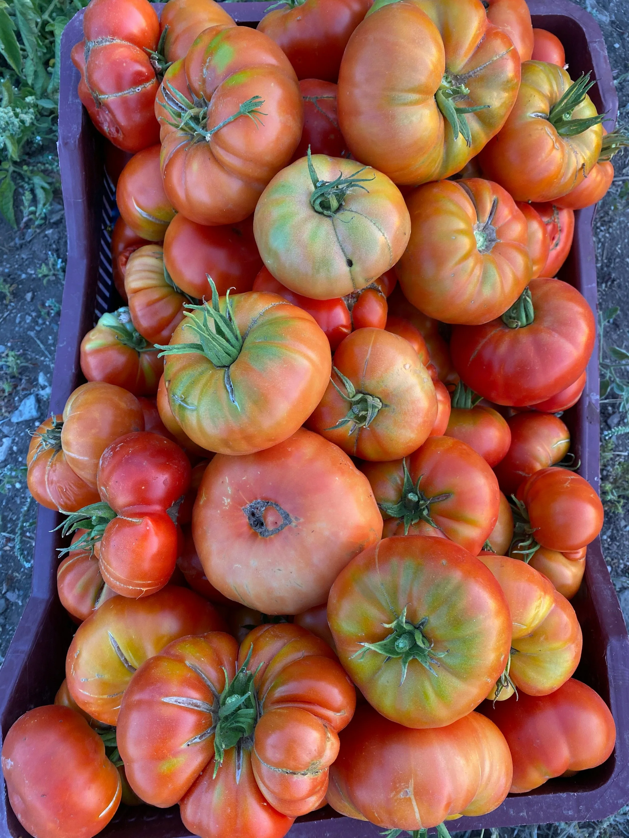 A collection of ripe heirloom tomatoes in various sizes and shapes in a purple crate, with some green stems attached.