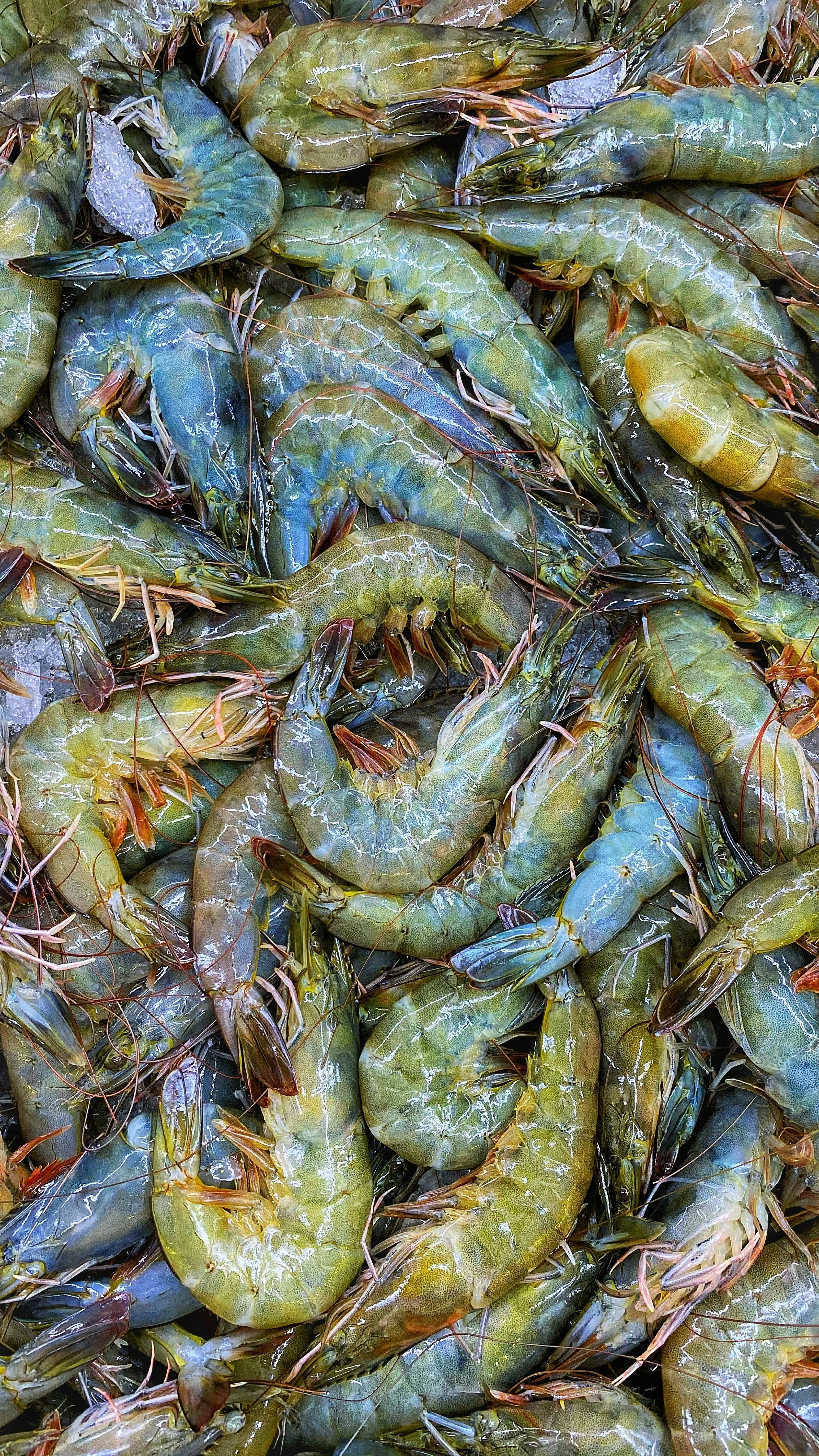 A pile of fresh, raw shrimp with their shells, tails, and antennae visible.