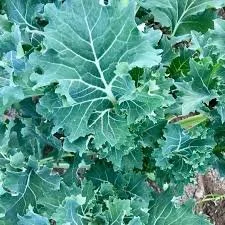 Siberian Kale