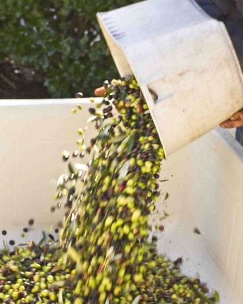 Extra virgin olive oil has become one of those supermarket products where the label can be worth almost as much as what is inside the bottle.

Everyone wants the good stuff now. Single origin, early harvest, cold extracted, organic, unfiltered. The m