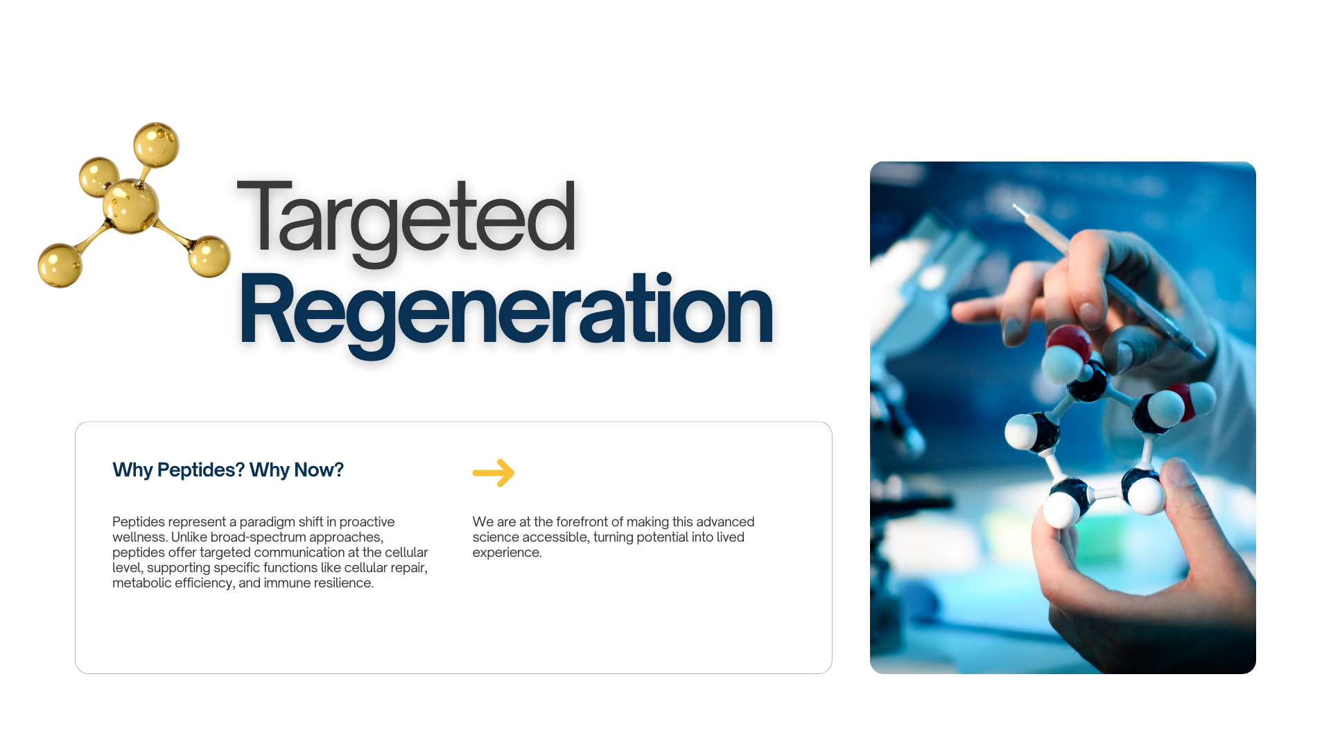 A biotech infographic titled 'Targeted Regeneration' with a molecular structure graphic and a photograph of a scientist holding a molecular model and a pipette in a lab.