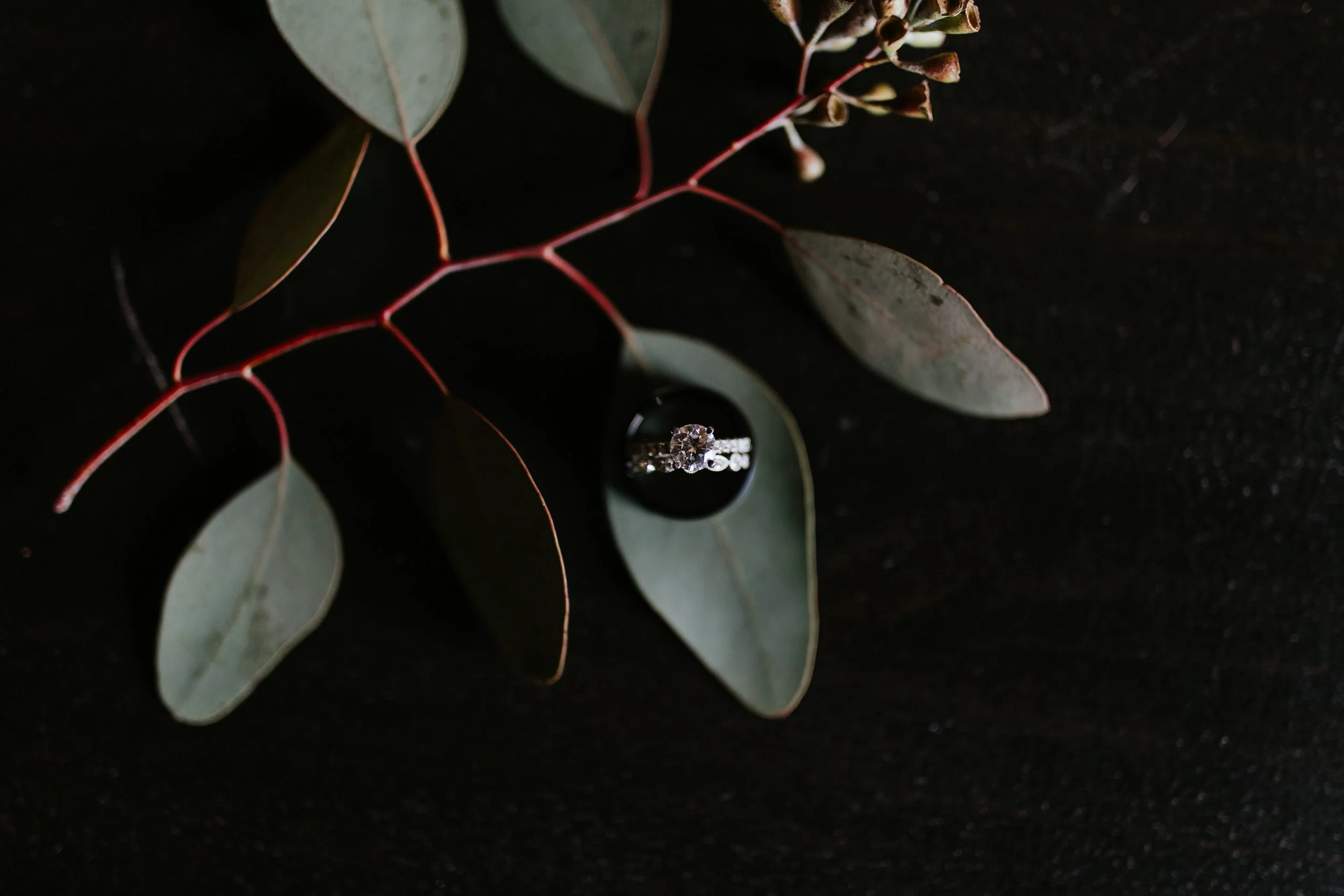 A silver engagement ring with a central diamond, resting on a dark surface surrounded by eucalyptus leaves and small buds.
