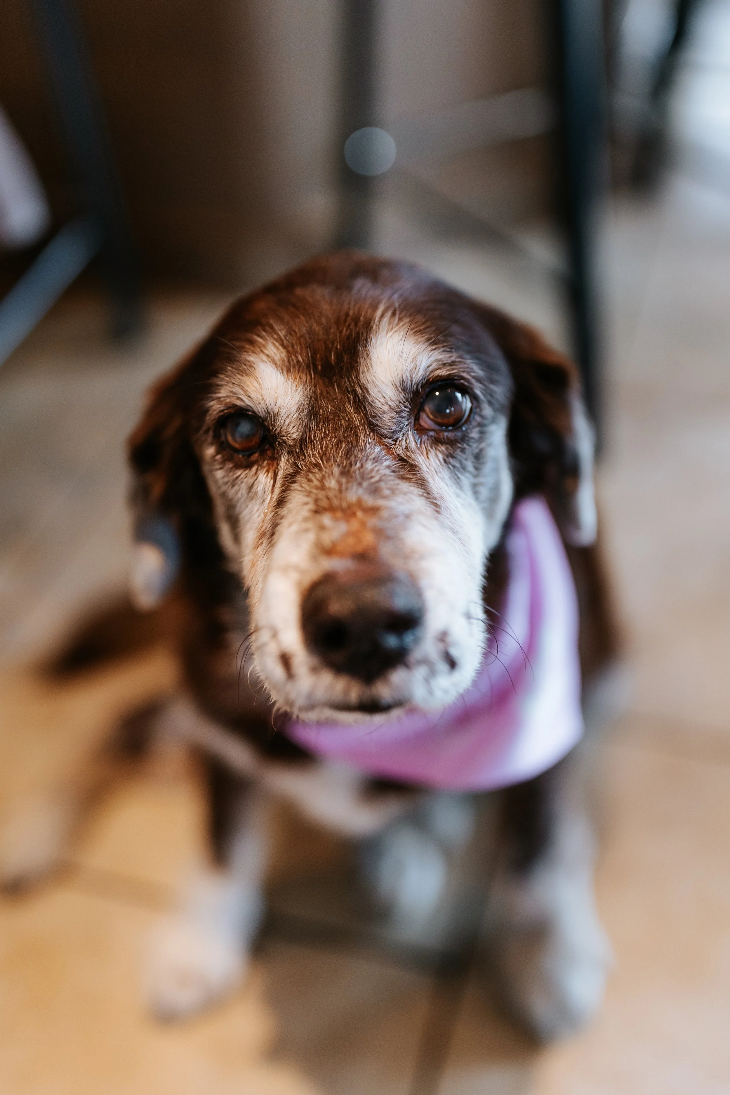 Close-up of a senior dog with a mix of brown, gray, and white fur, wearing a pink bandana, sitting indoors on a tiled floor, looking up at the camera.