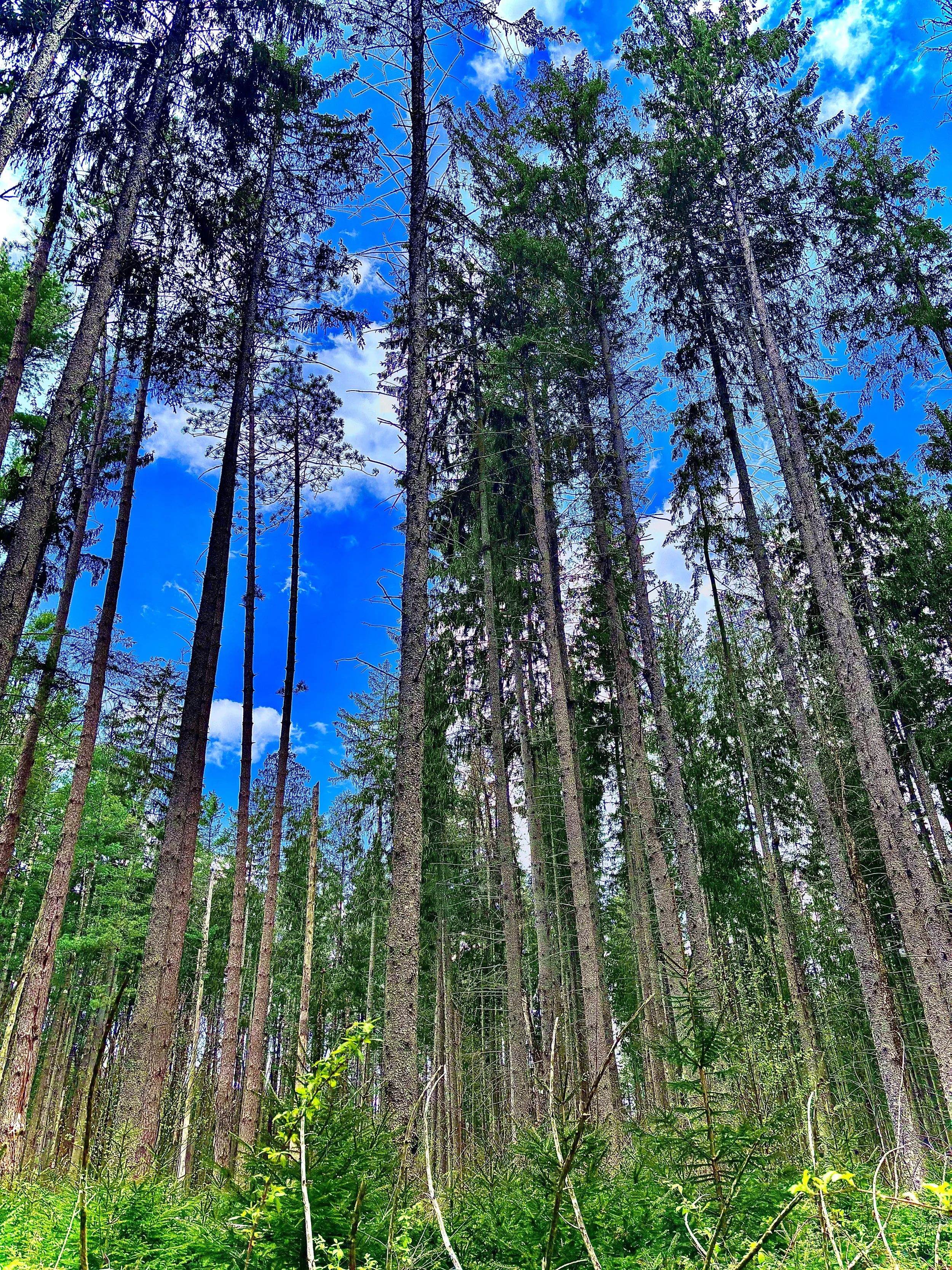Tall pine trees with green foliage under a bright blue sky with scattered clouds in a forest.