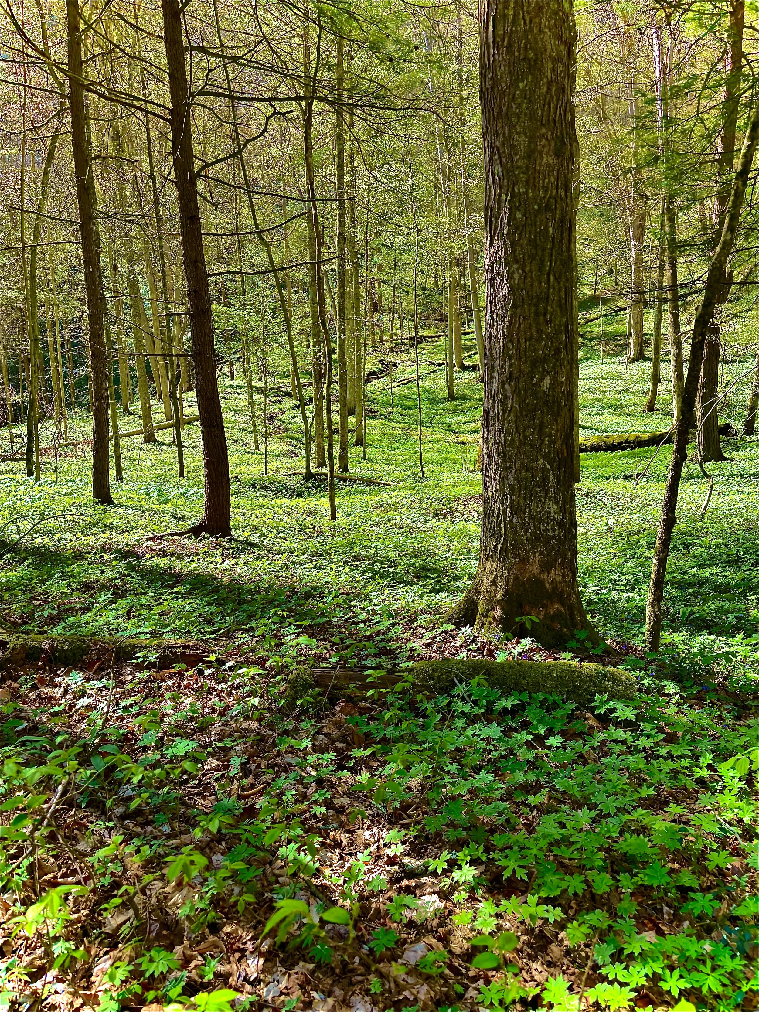 Green forest with tall trees and a forest floor covered with small green plants and fallen leaves.