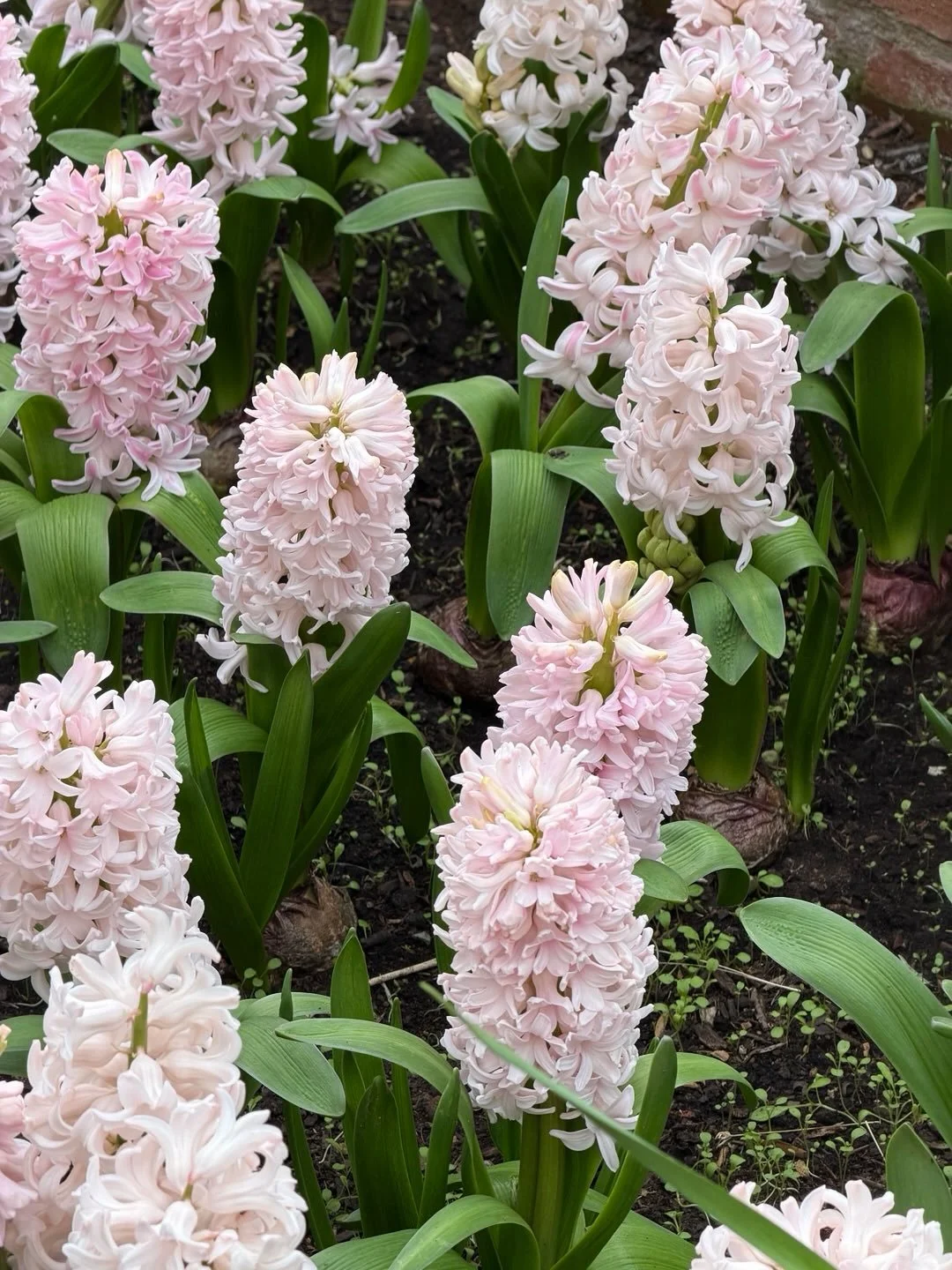 Happy Spring Equinox - the first day of spring 🌱 

Days become longer and a time for renewal and balance ⛅️

#spring #springequinox #florist #springflowers