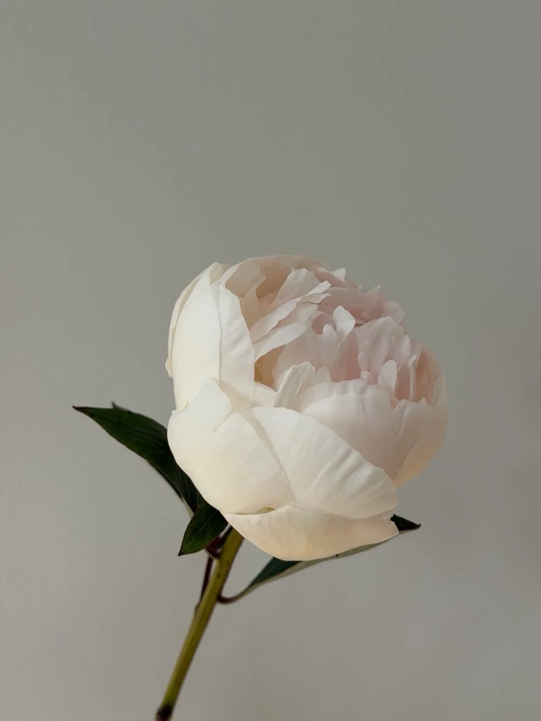 She needed her own moment 🦢

This variety of Peony is called Bowl of Cream, one of my favourites! 

#peony #peonyseason #peonyflower #florist #manchesterflorist