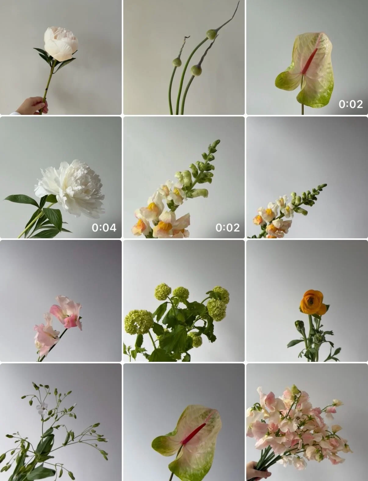 Floral recipe from the last arrangement. The Sweet Peas have my heart and soul 🩰 

#florist #floralrecipe #floralarrangement #ukflorist