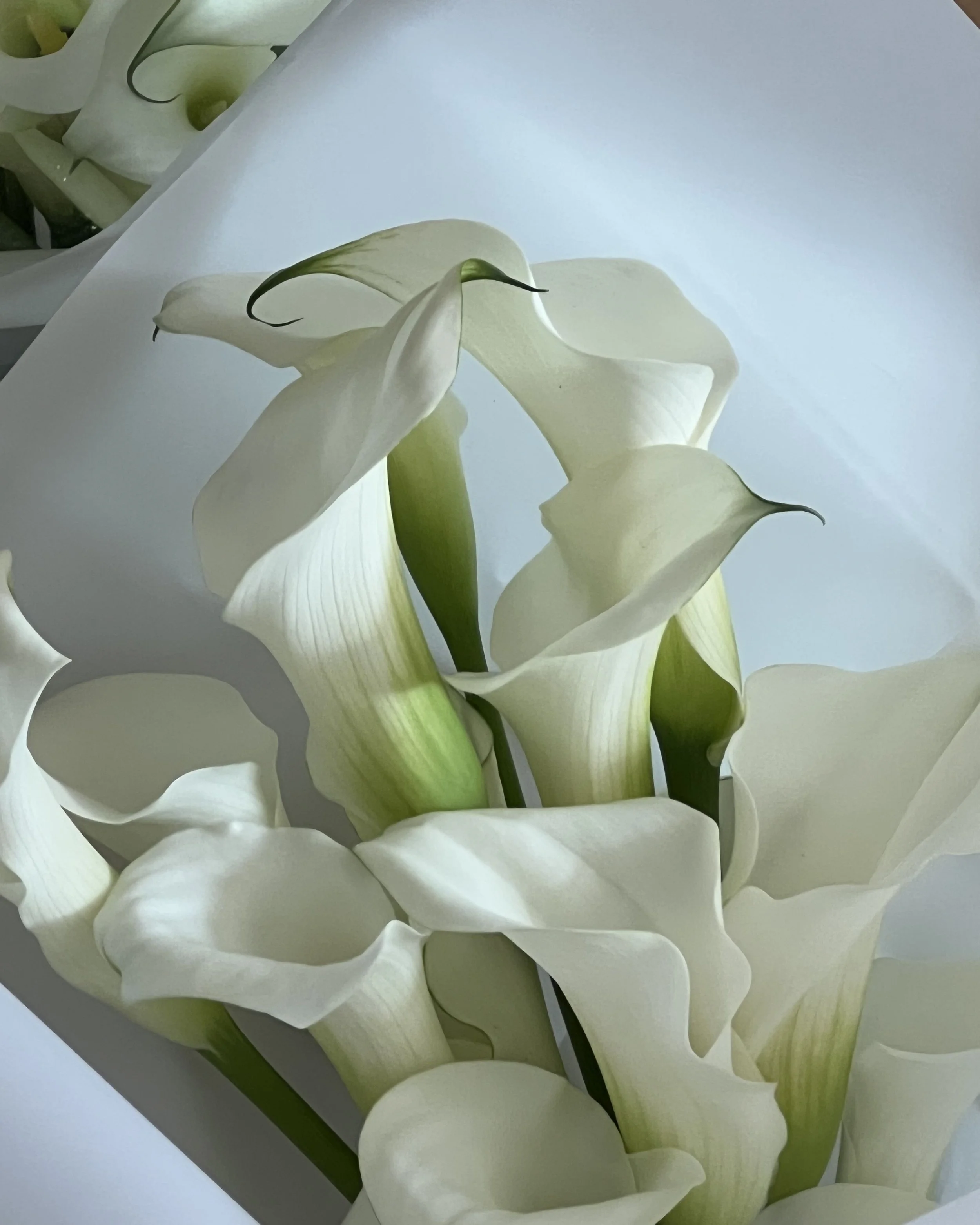 Untitled design-27.jpg