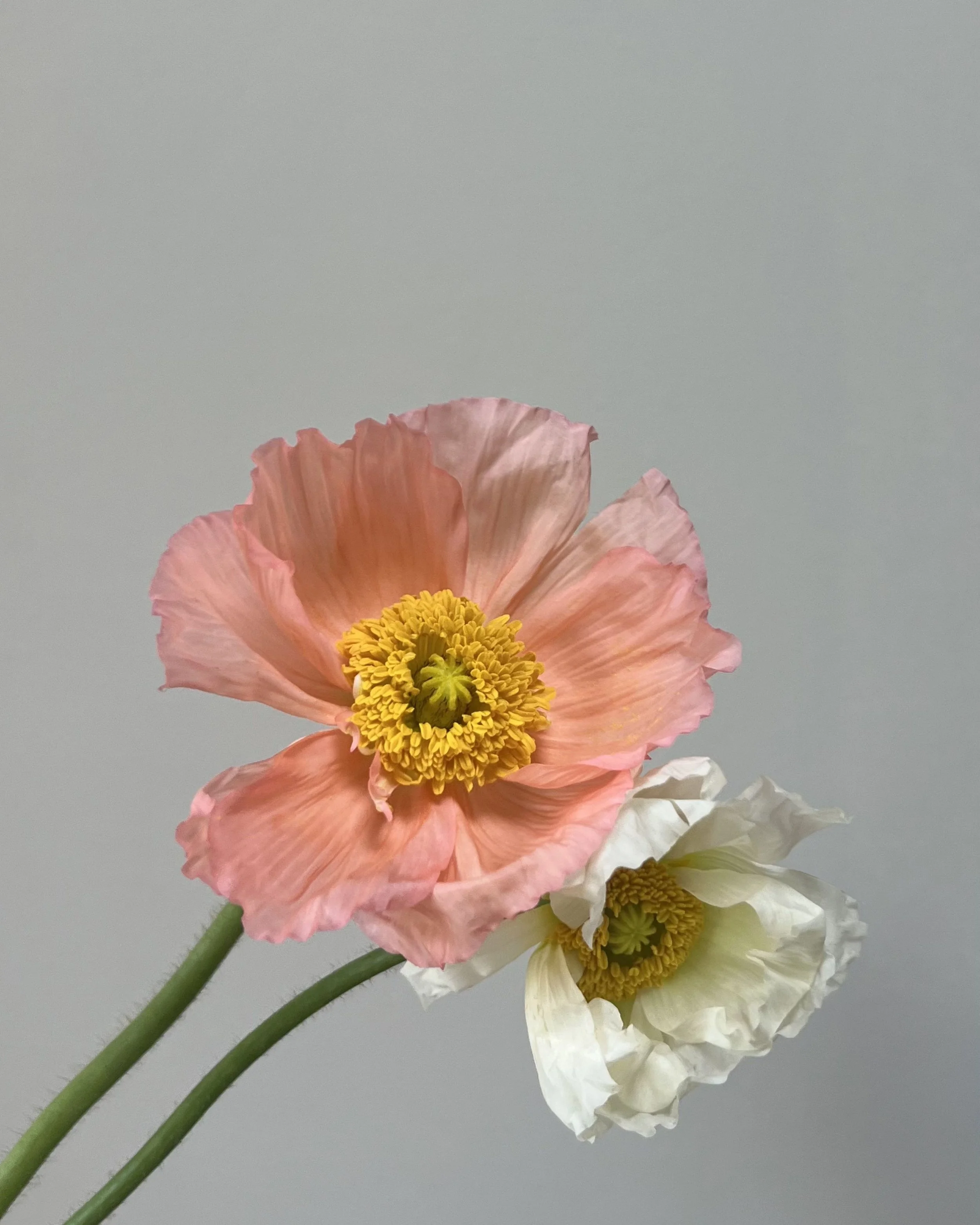 Untitled design-8.jpg