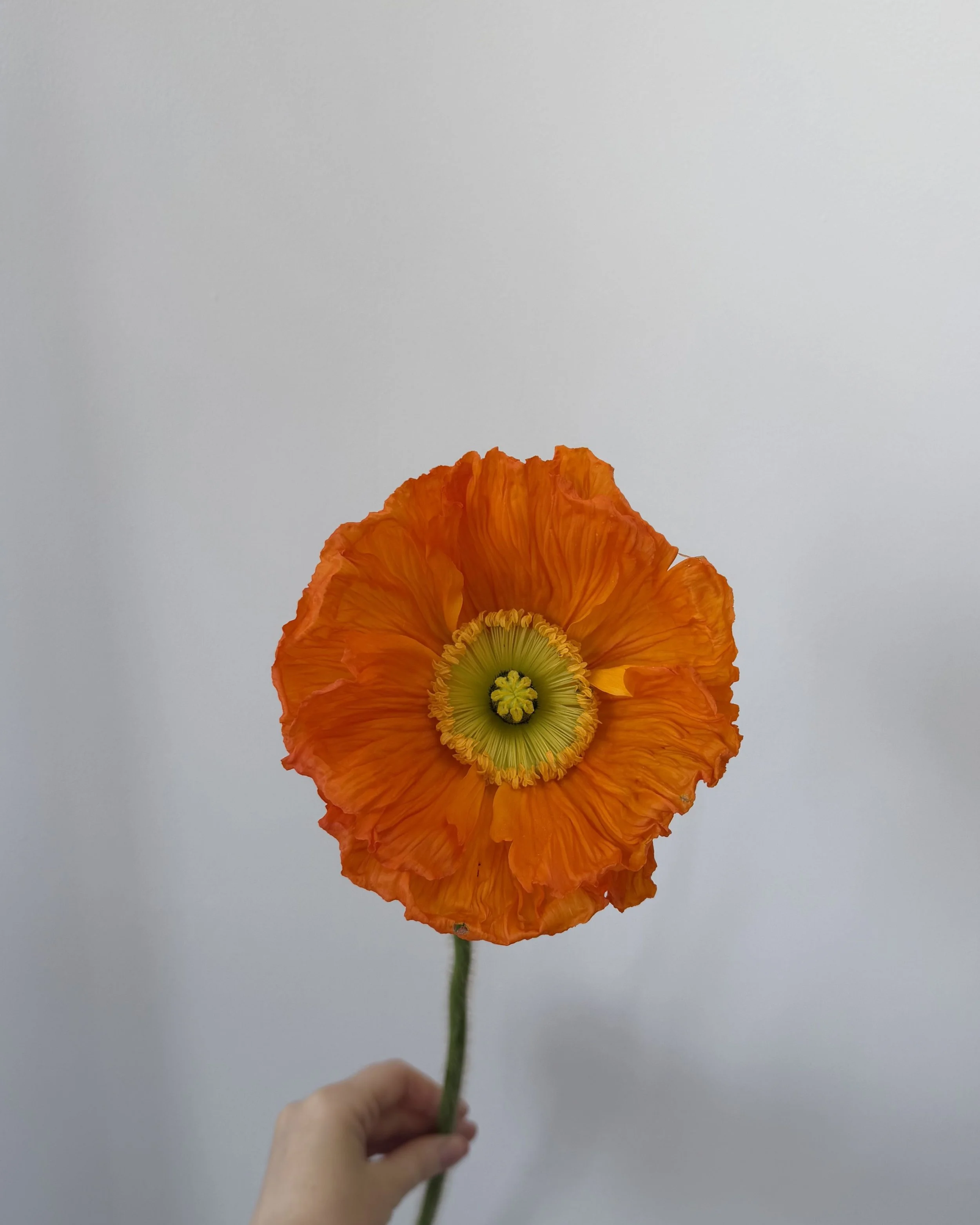 Untitled design-9.jpg