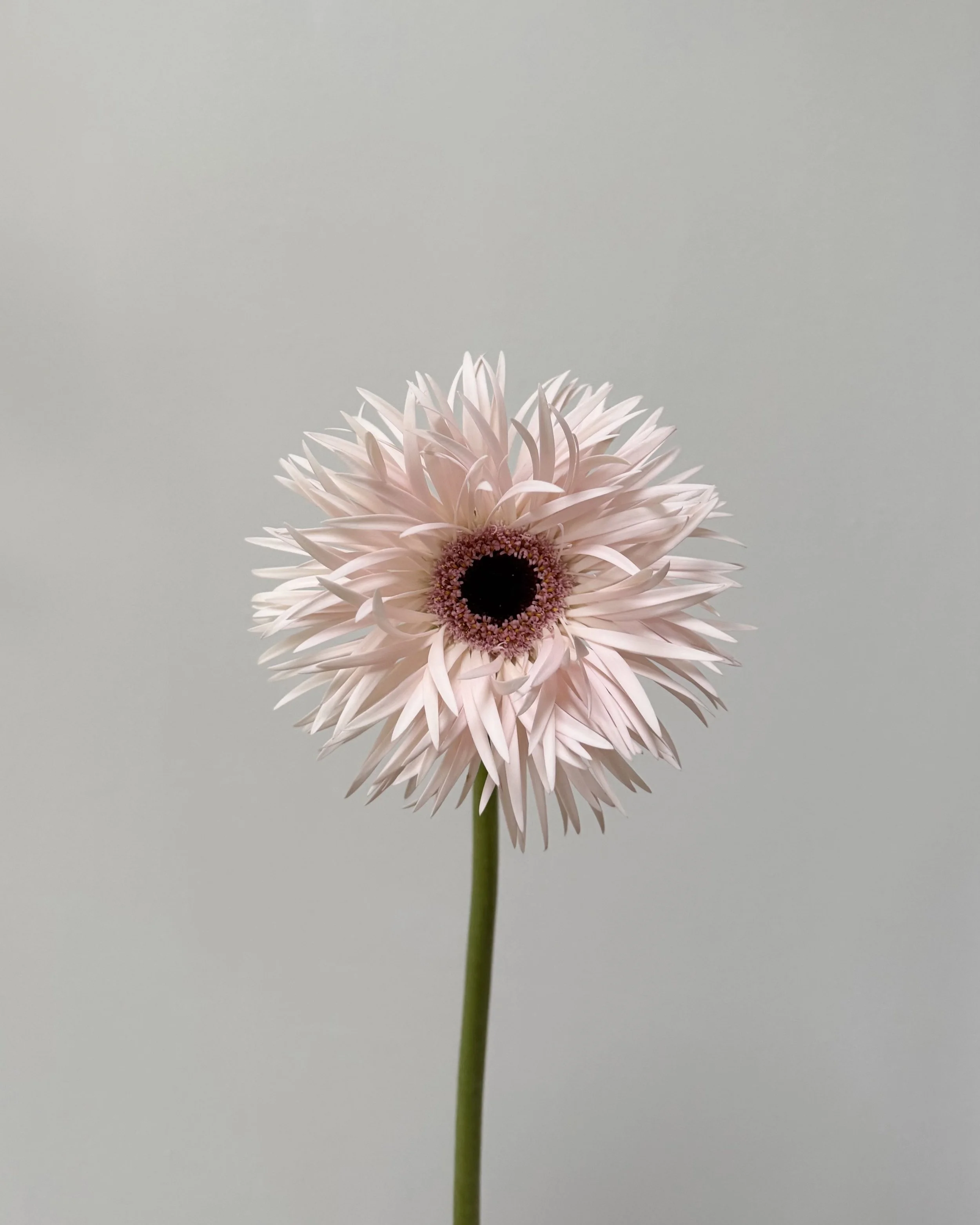 Untitled design-10.jpg