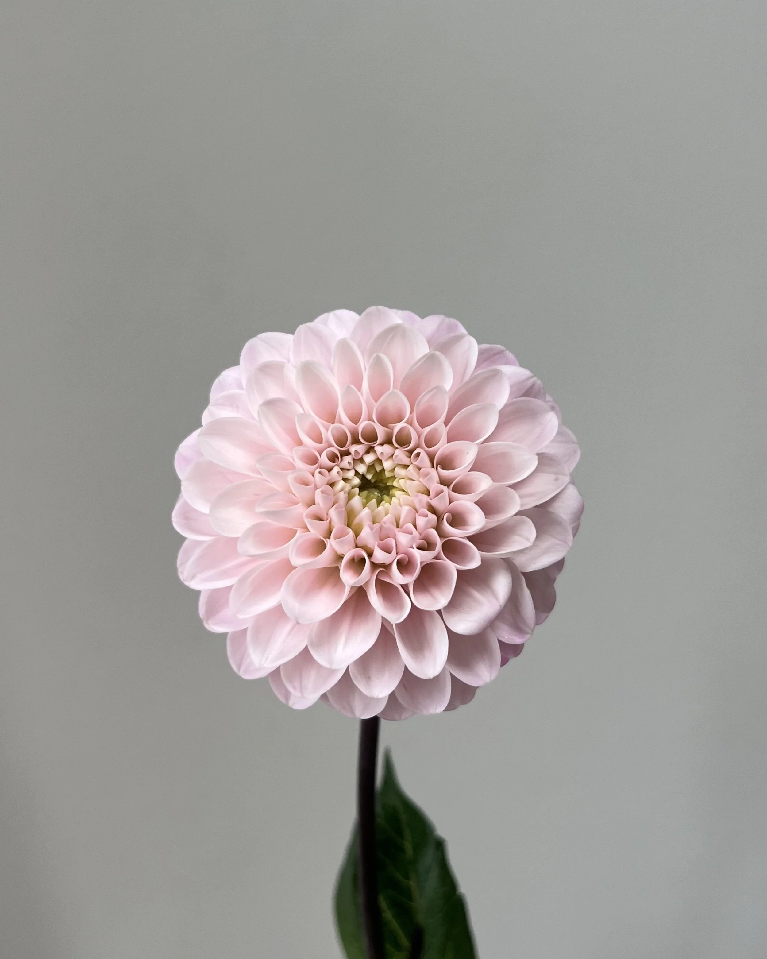 Untitled design-62.jpg
