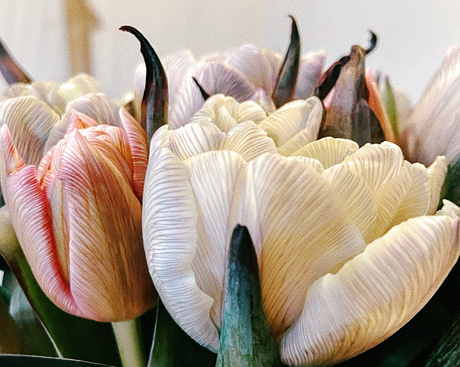 Nahaufnahme von bunten Tulpen mit zart gefransten Blütenblättern in verschiedenen hellen Farben.