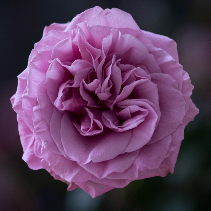 Eine pinke Rosenblume im Nahaufnahmefotografie