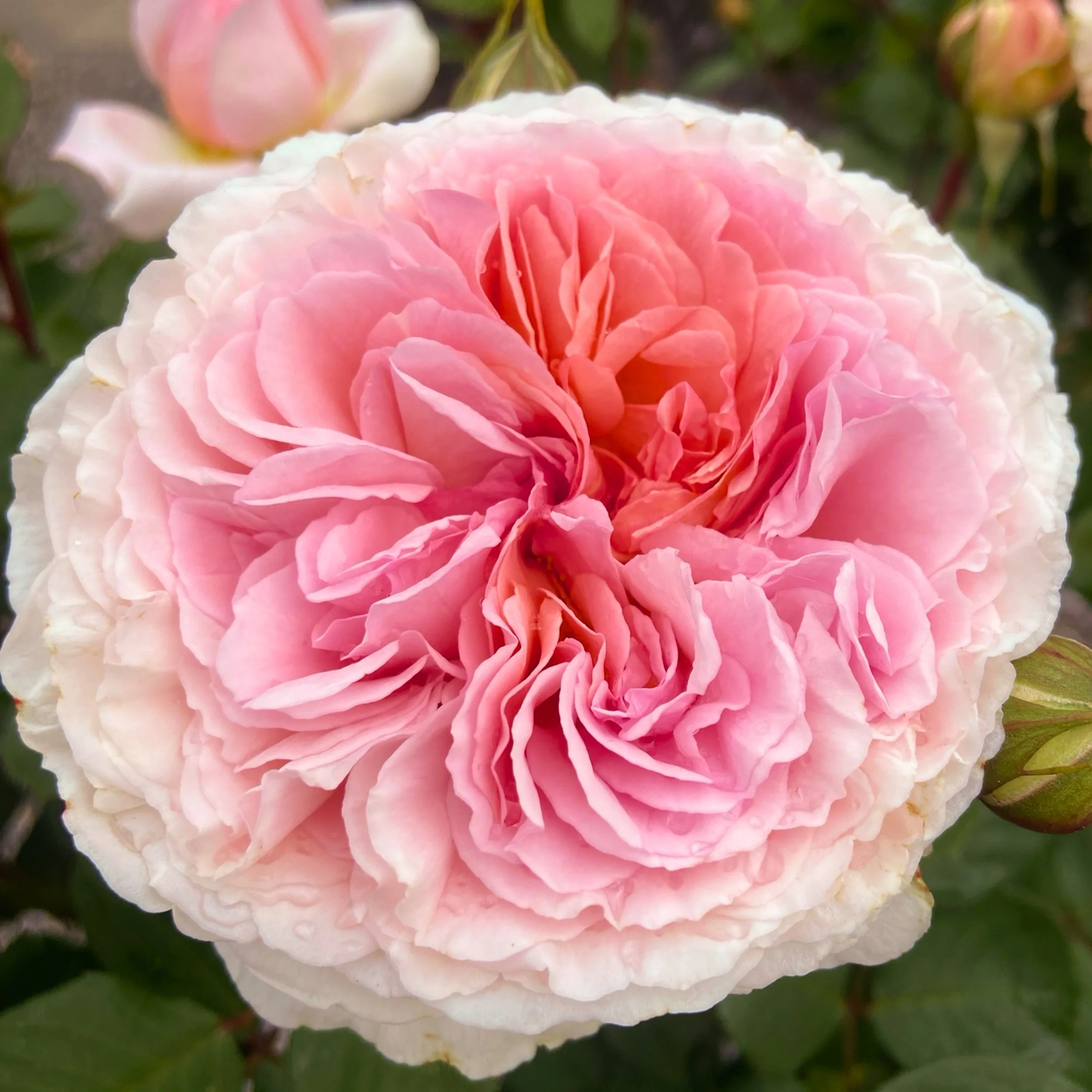 Ein rosa und weißer Blütenball einer Rose, umgeben von grünen Blättern.