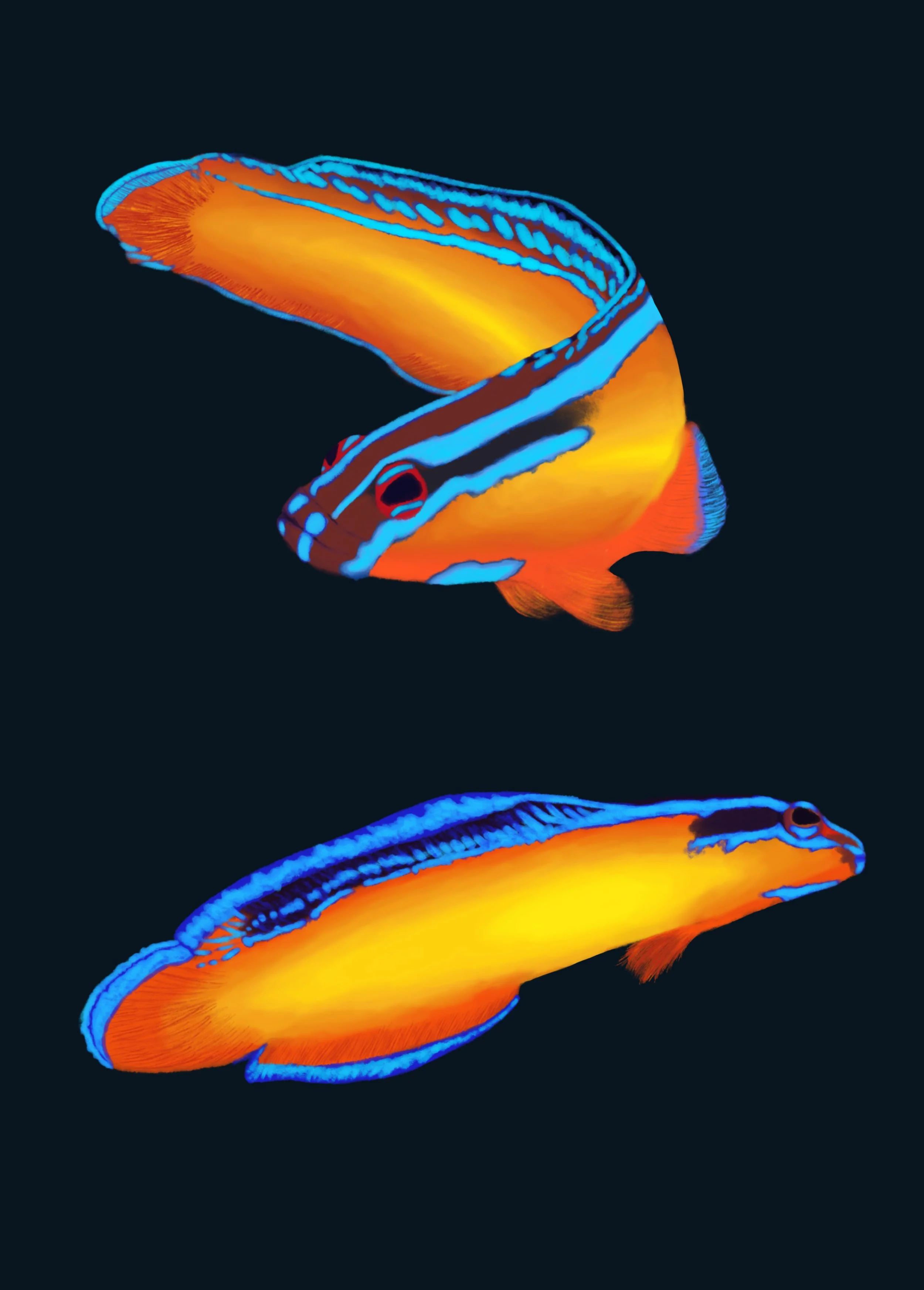 Dottyback Duet - Neon Dottybacks