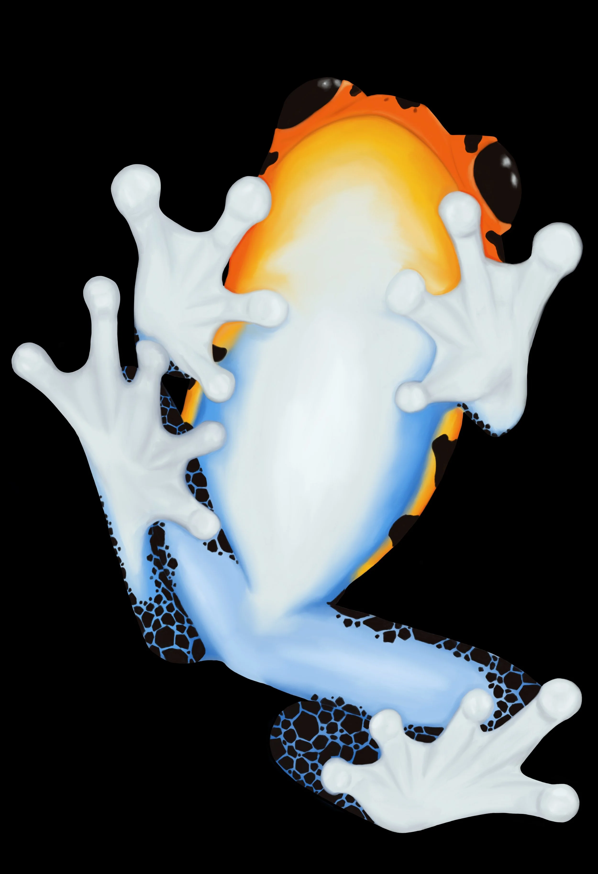 A digitally illustrated frog with orange and black markings and white limbs, set against a black background.