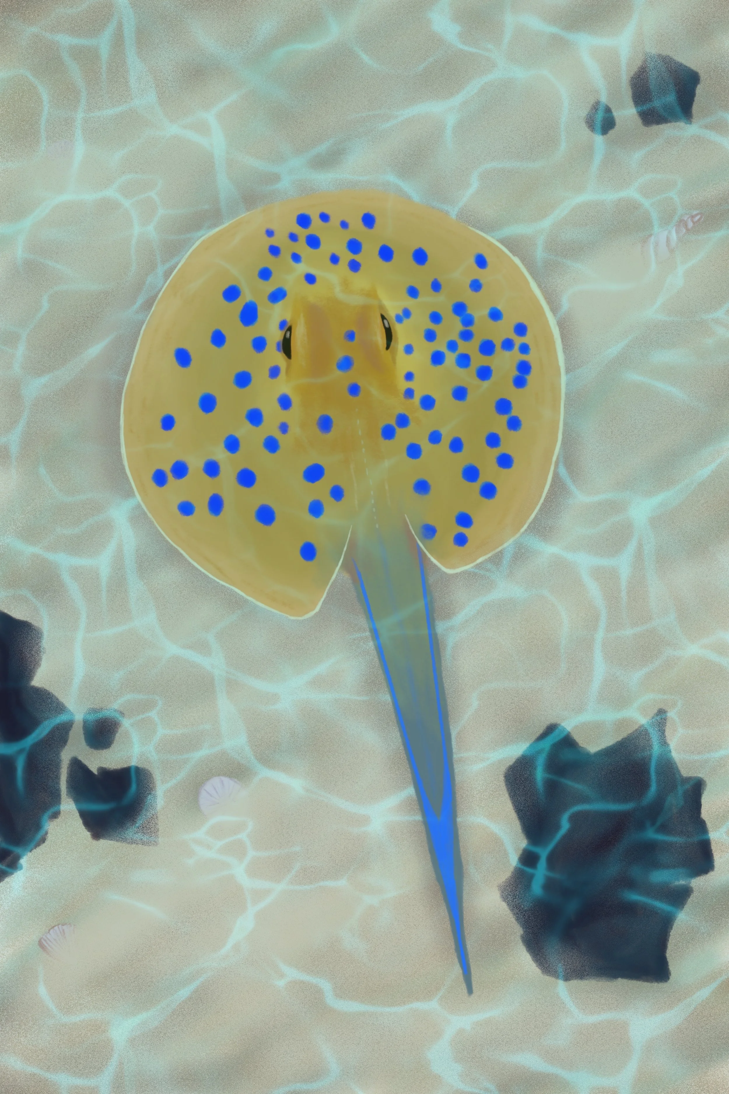 Blue Spotted Stingray