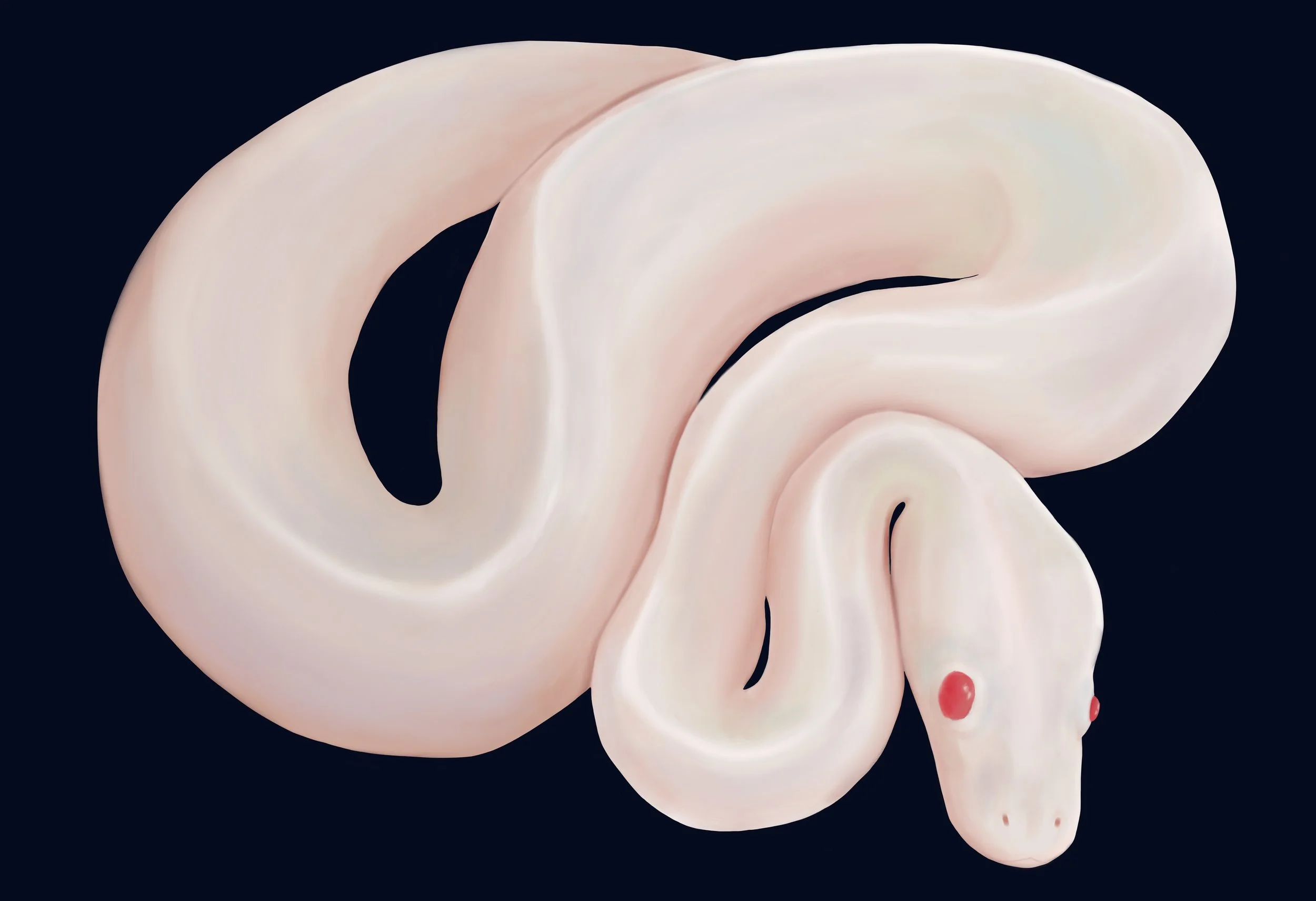 Pale in Comparison - Albino Ball Python