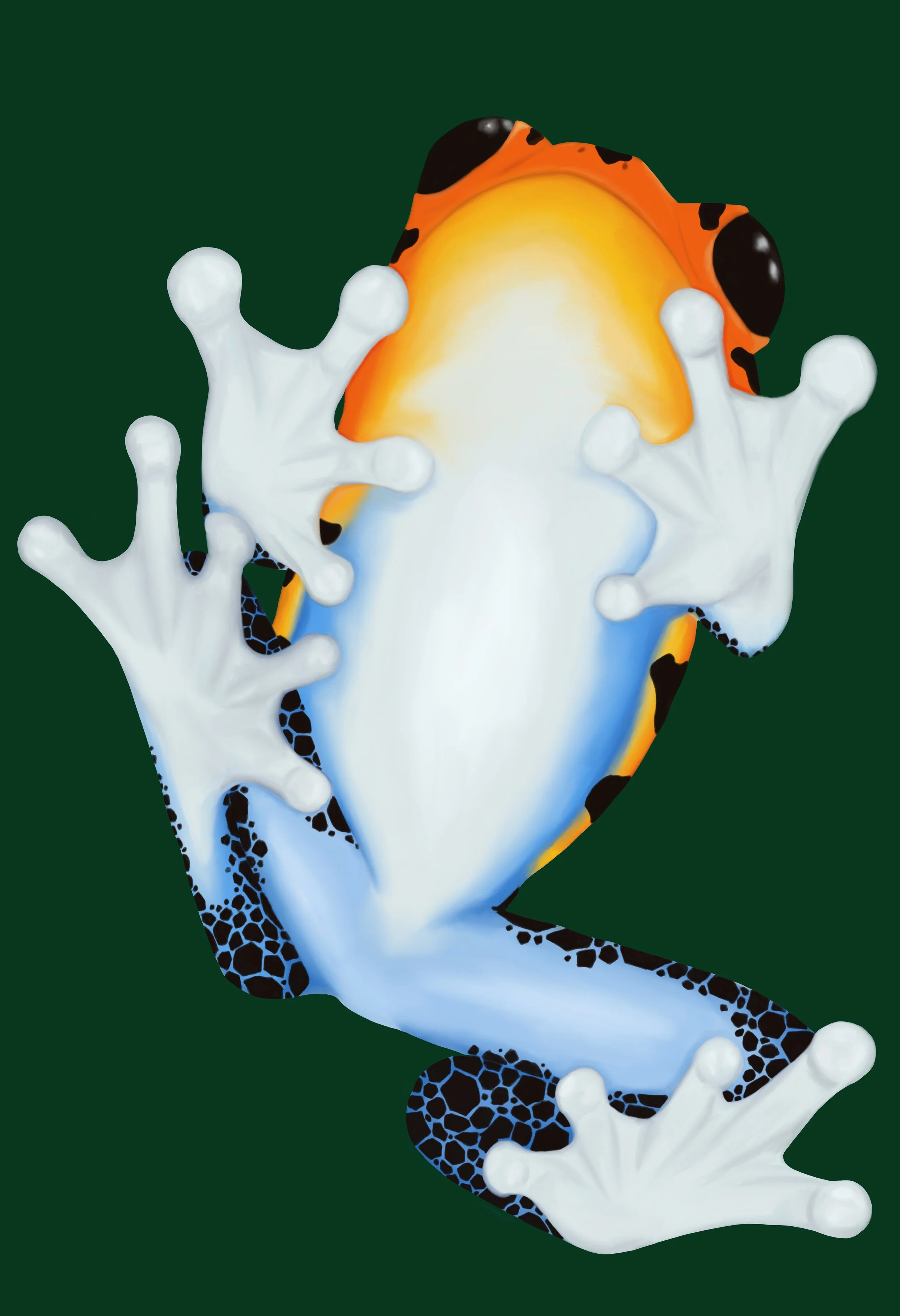 Aposematic - Ranitomeya Poison Dart Frog
