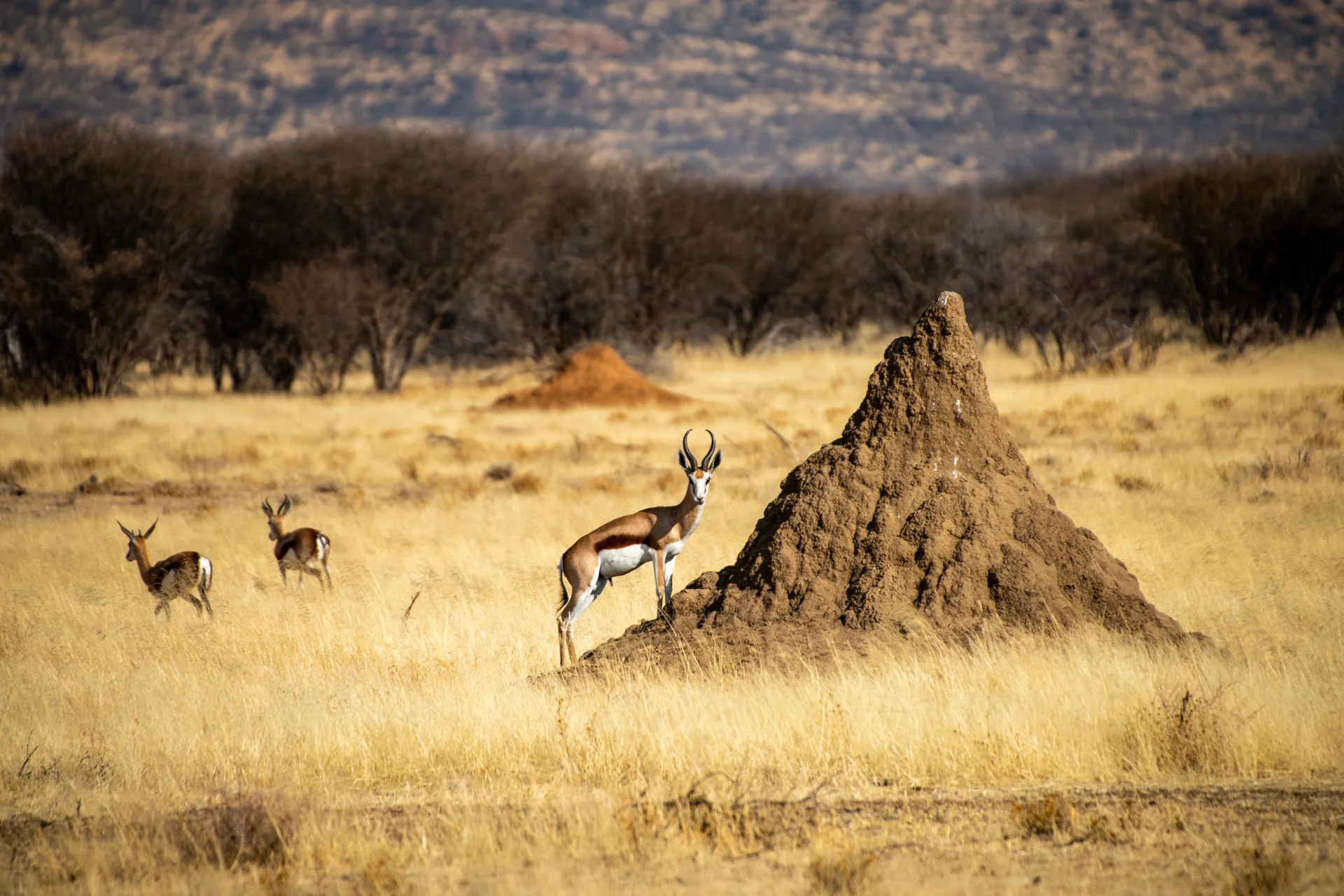 Strada inverno in islanda durante un viaggio fotografico per fotografare aurora boreale