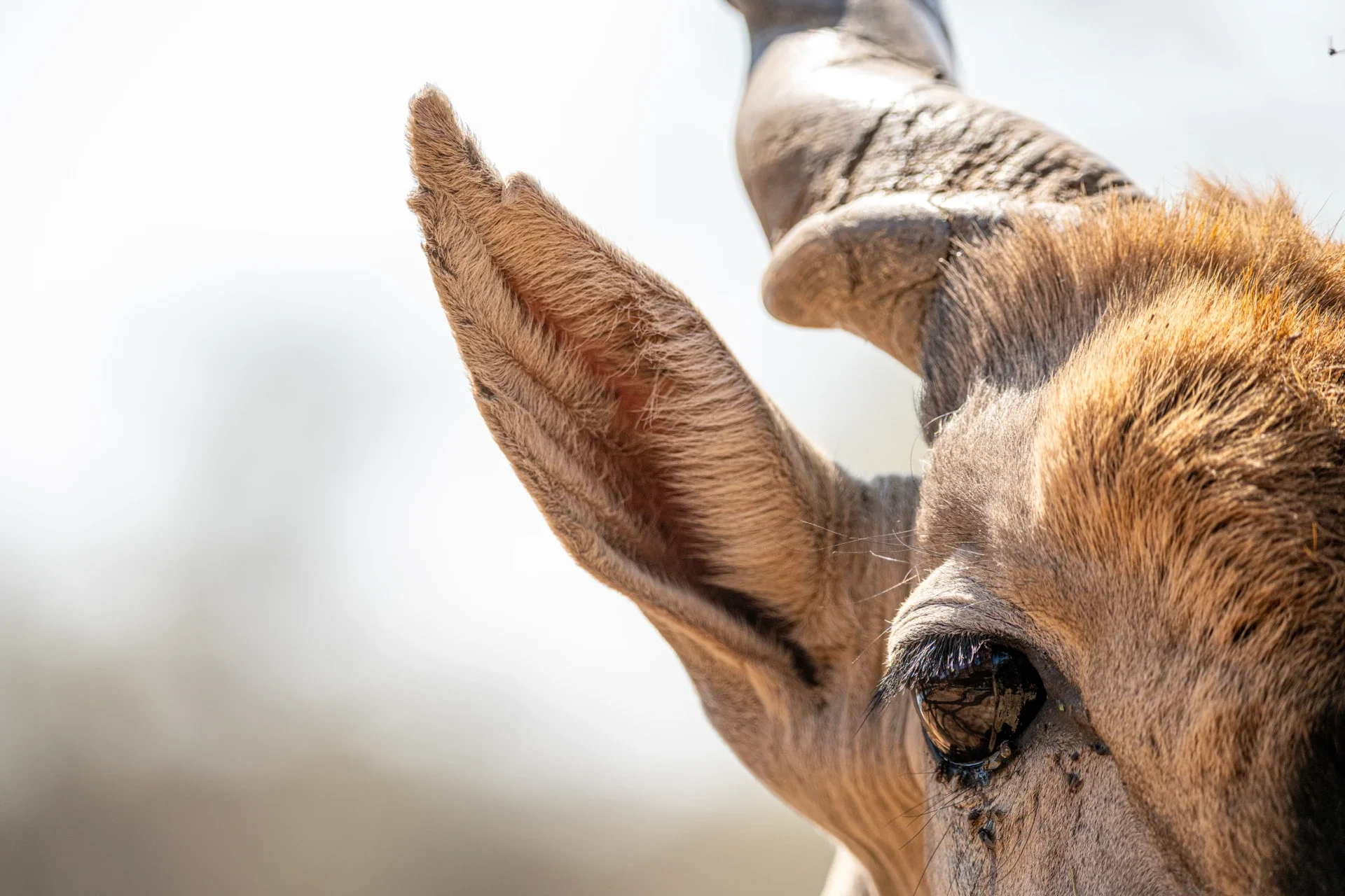 Fotografia aurora boreale in islanda pubblicata da national geographic di elisabetta rosso