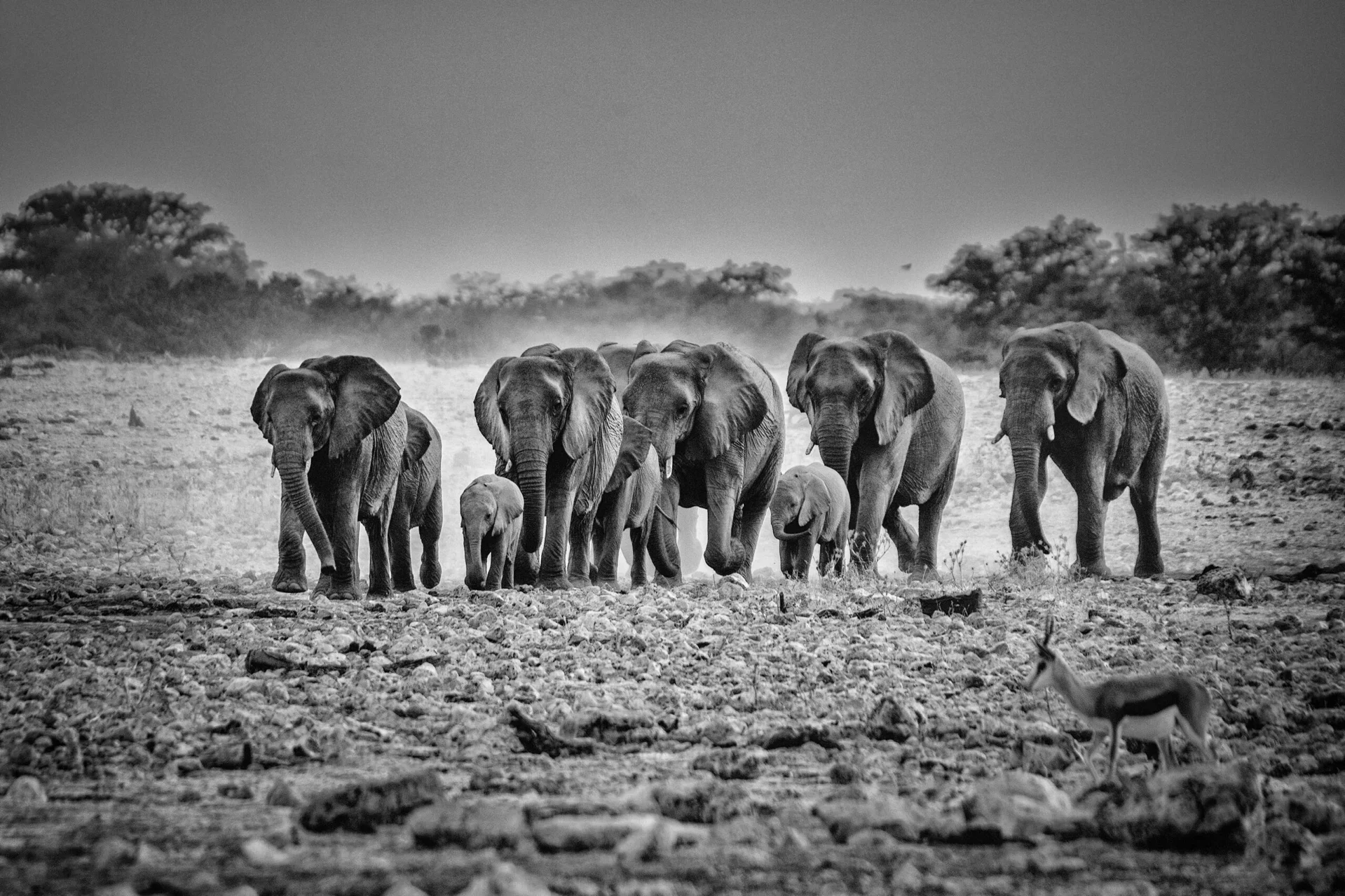 Elefanti in Namibia al tramonto foto in bianco e nero
