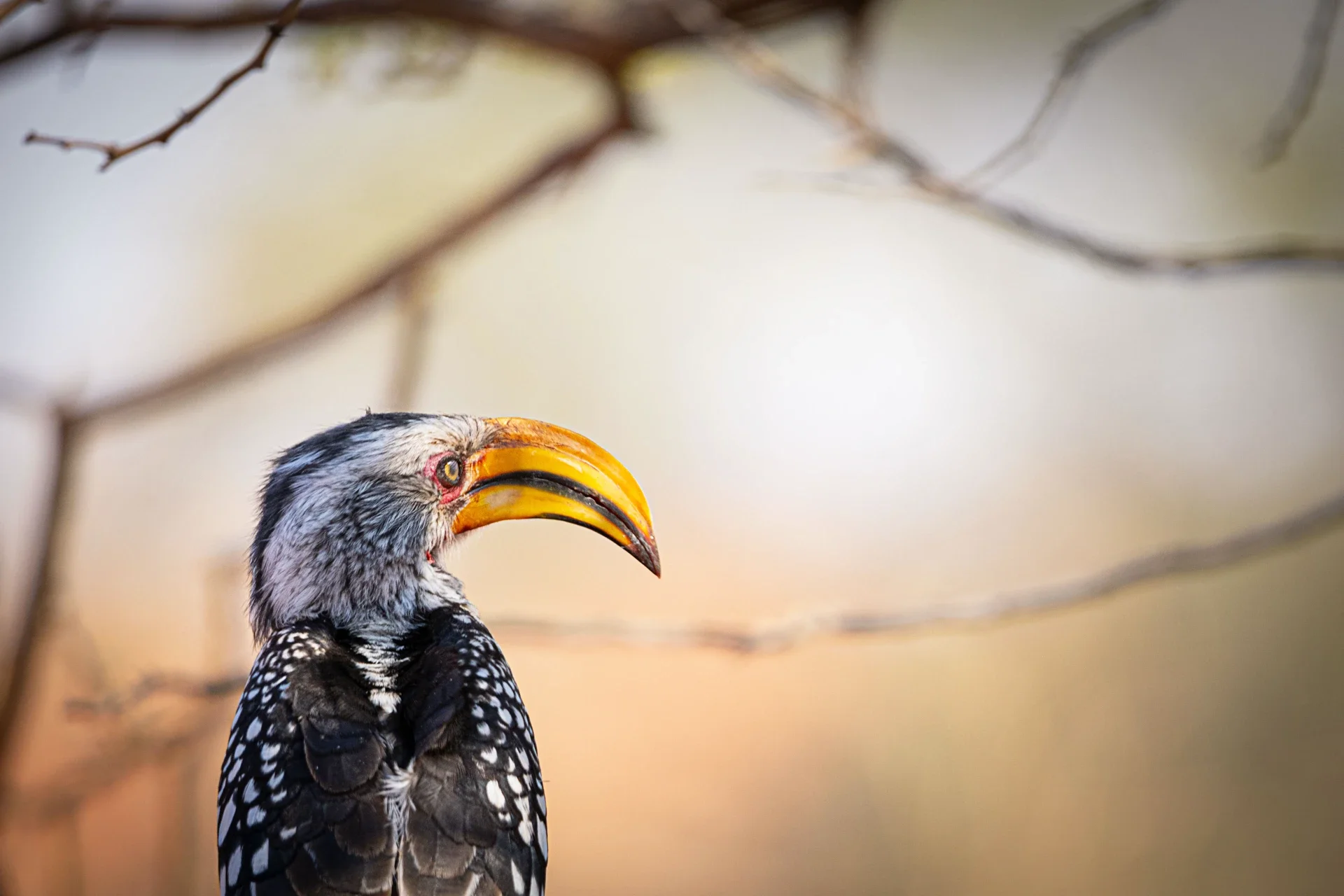 Casa abbandonata sotto le luci dell'aurora boreale nel cielo notturno