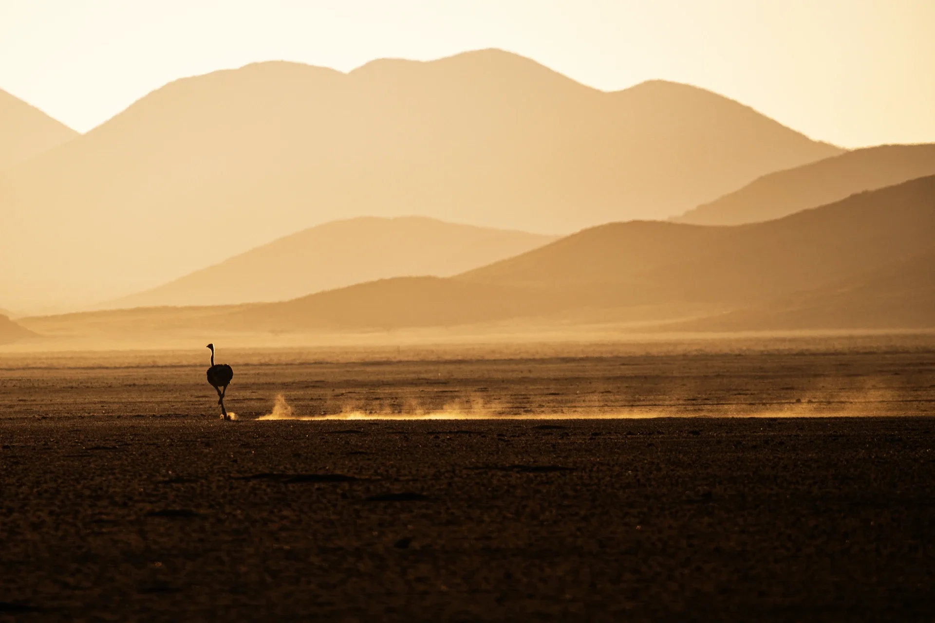 Granchio su una spiaggia di sabbia nera con montagne innevate sullo sfondo e cielo nuvoloso.