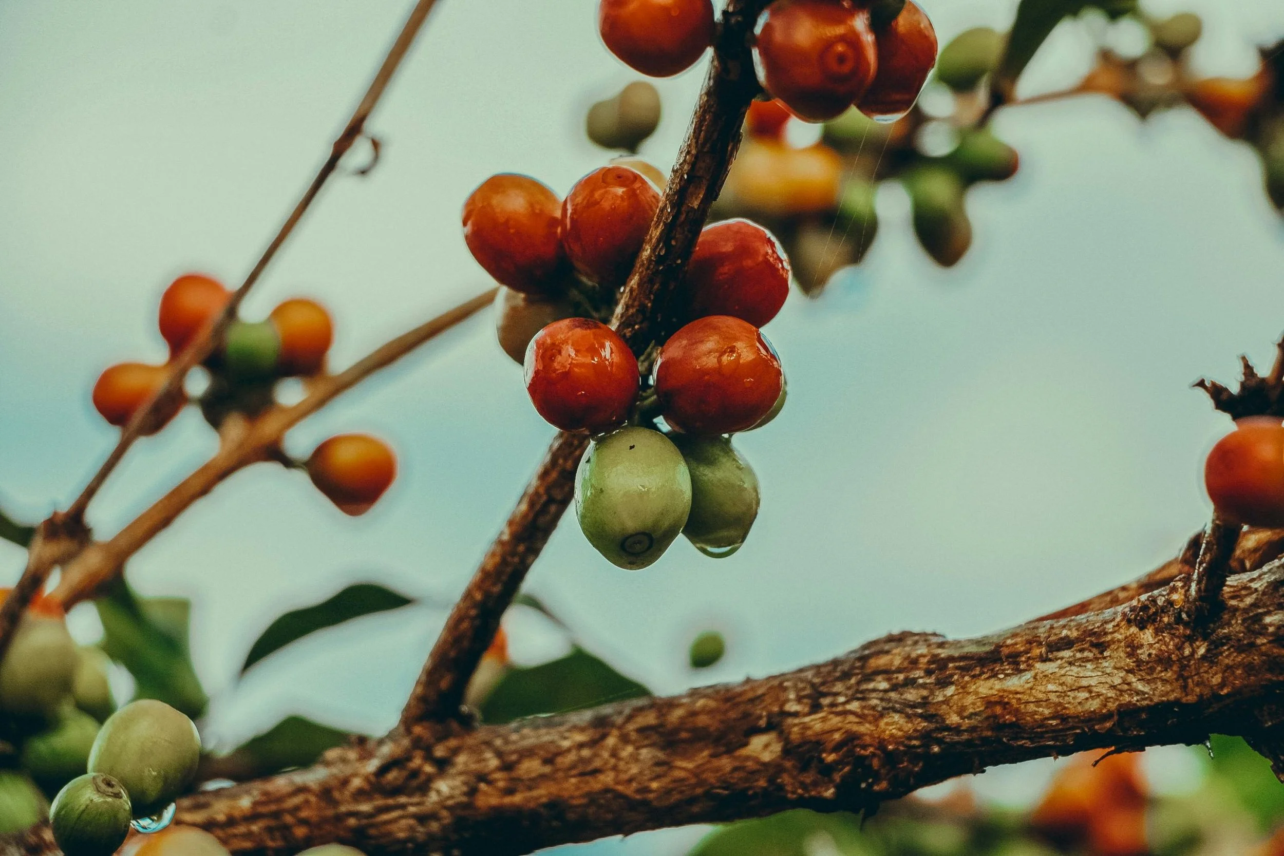 Kwezi Natural - Uganda