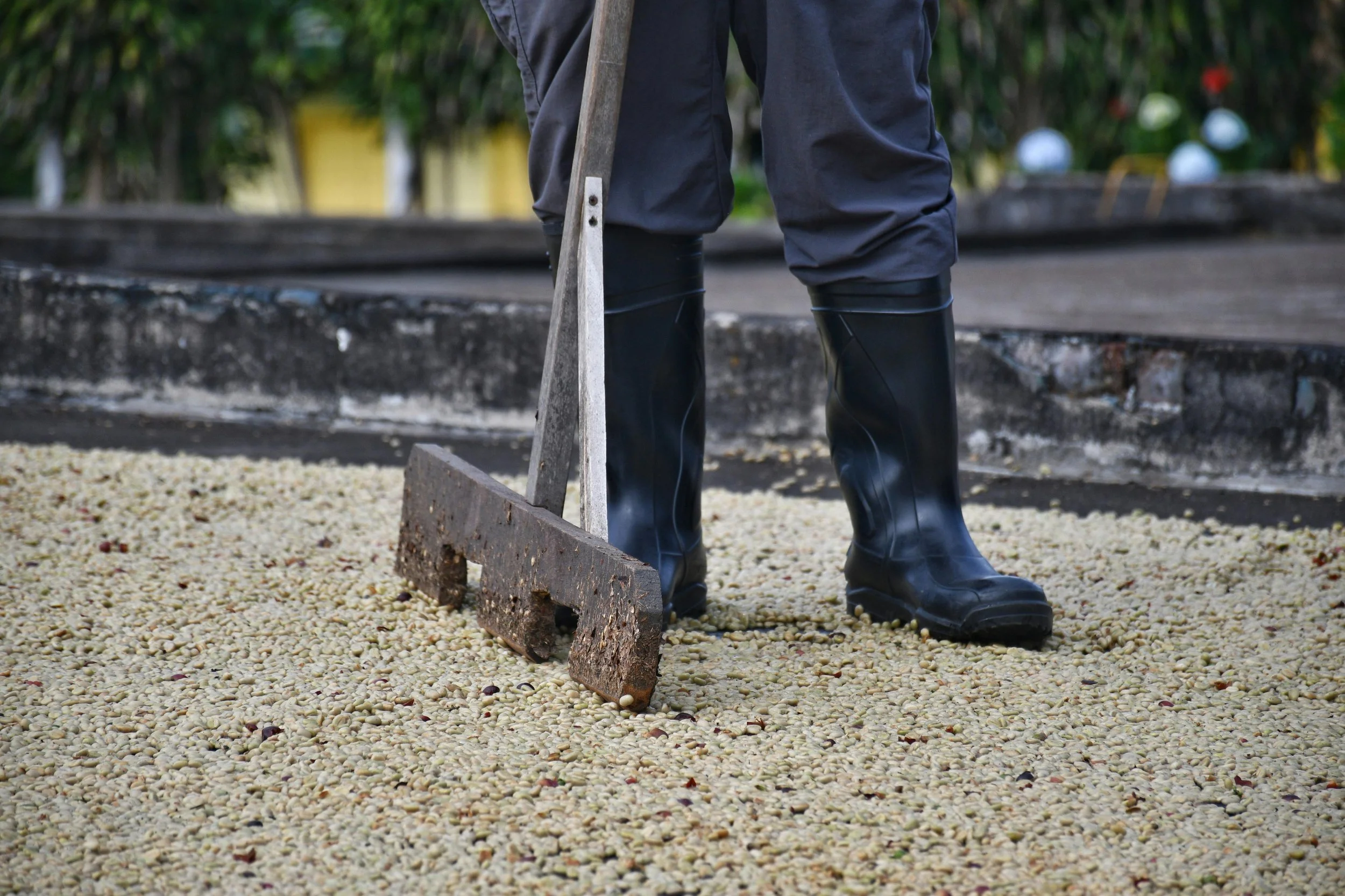 pexels-fabriciohollanda-27670222 (1).jpg