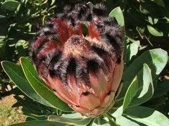 Protea laurifolia