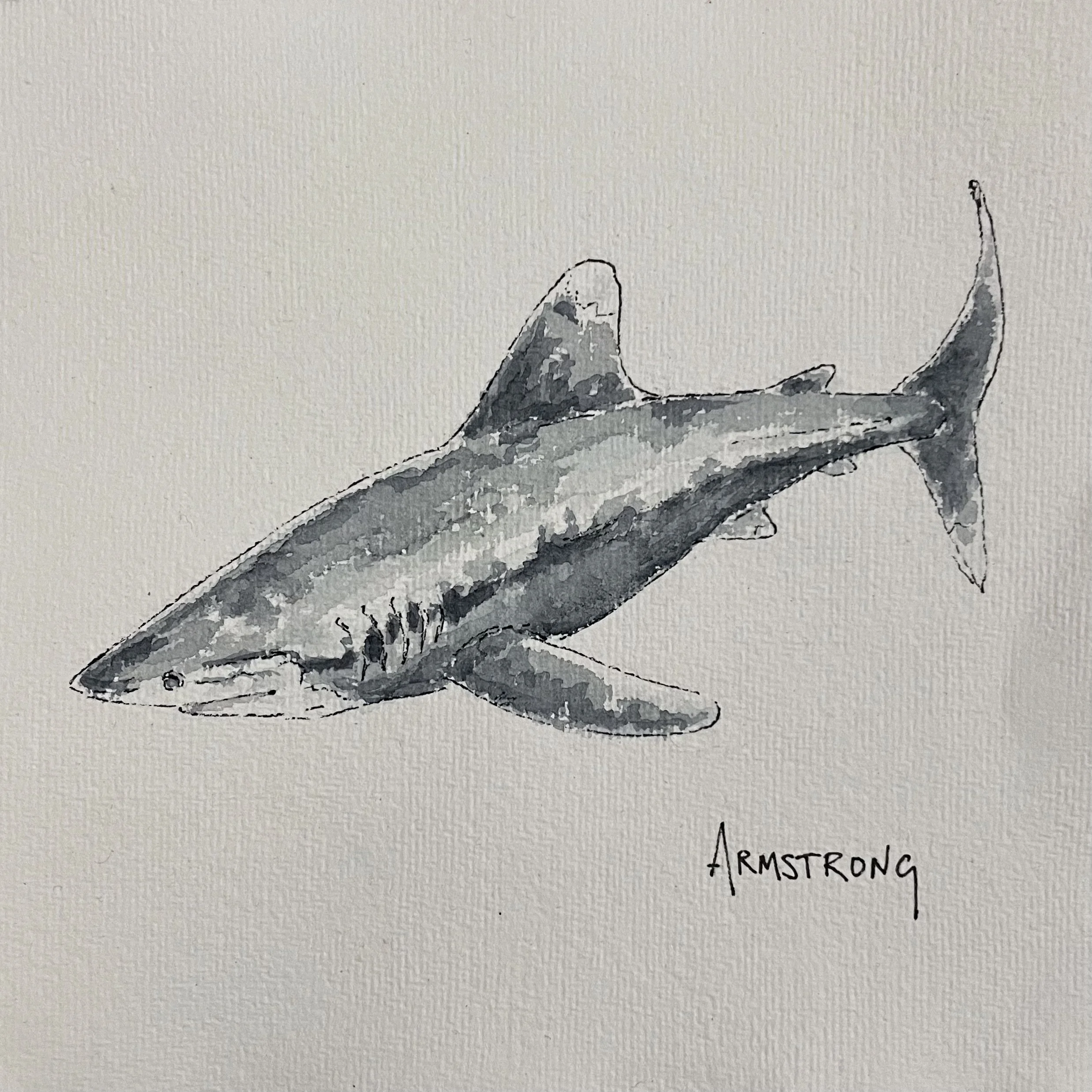 A black and white watercolor painting of a shark with the name Armstrong written below.