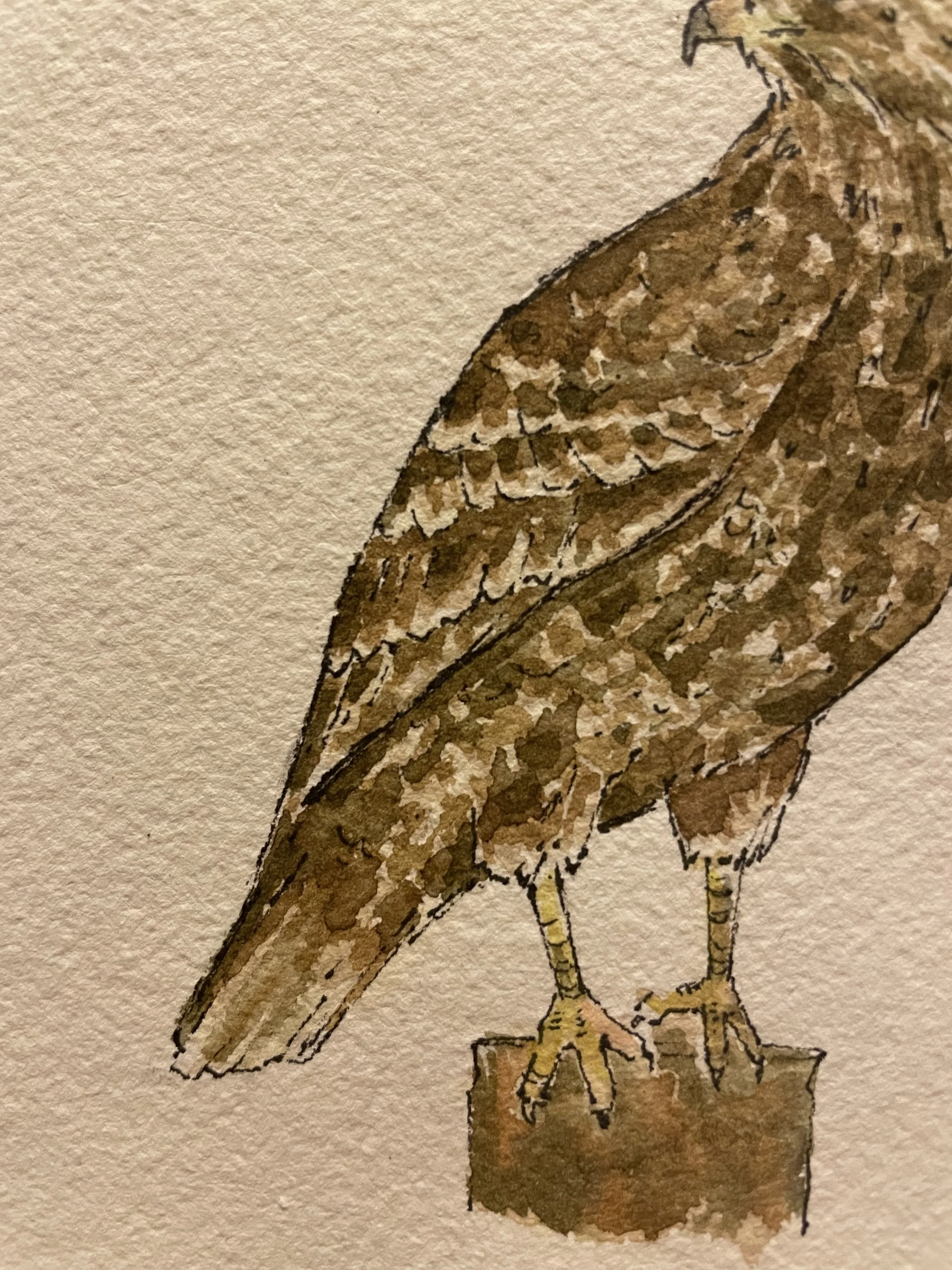 buzzard 3.jpeg