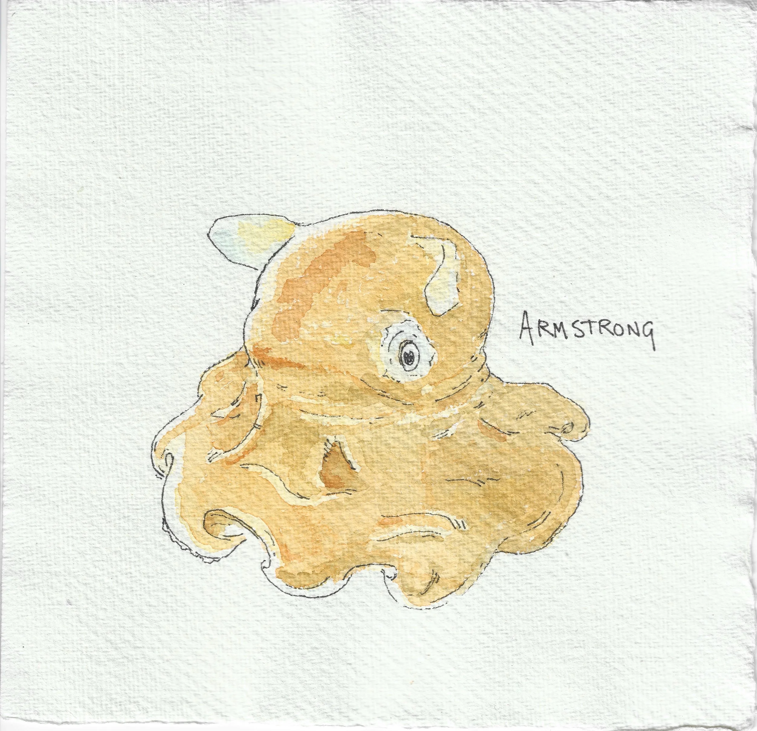 falpjack octo 15x15cm.jpeg