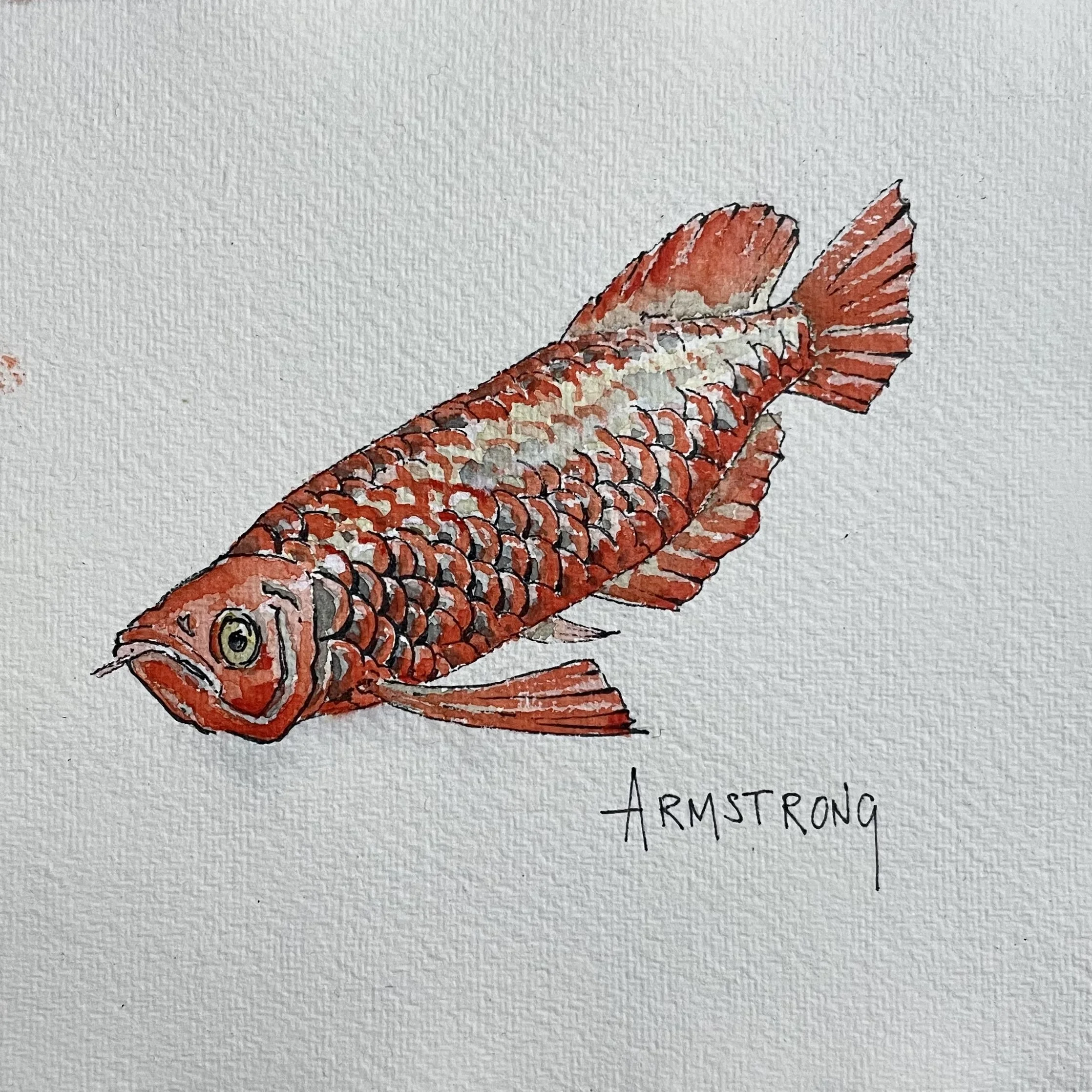Watercolor painting of a red armoured fish, labeled 'Armstrong'