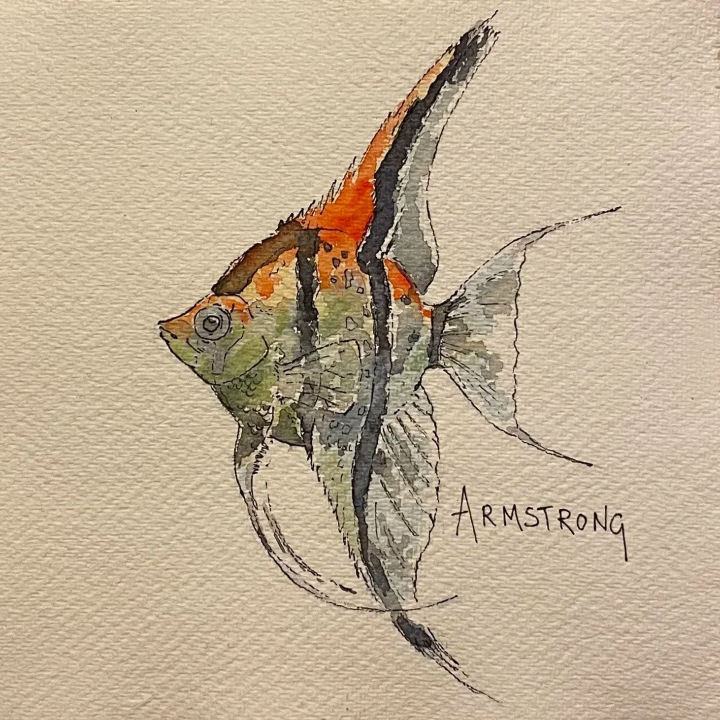 angel+fish+1.jpg