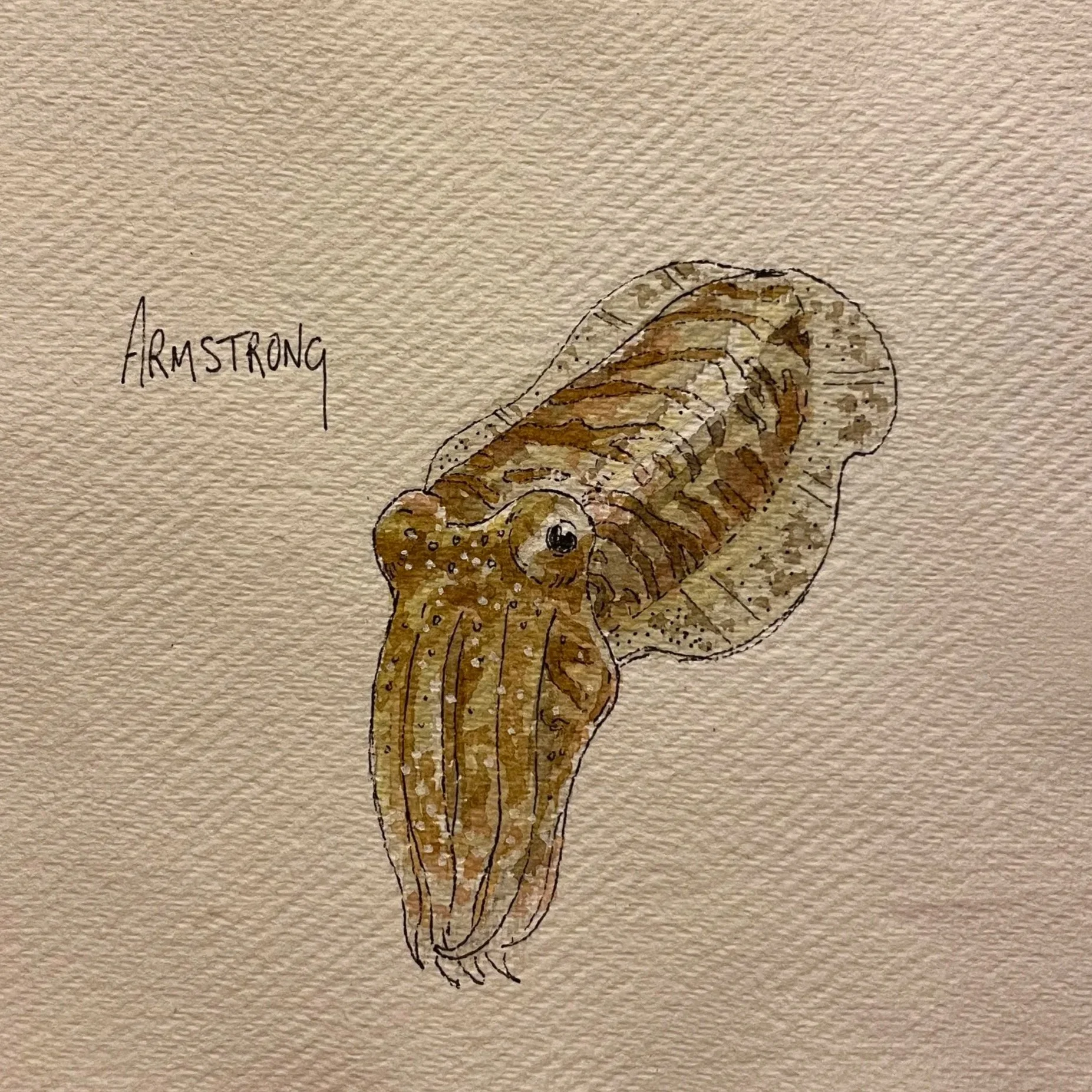 cuttlefish+1.jpg