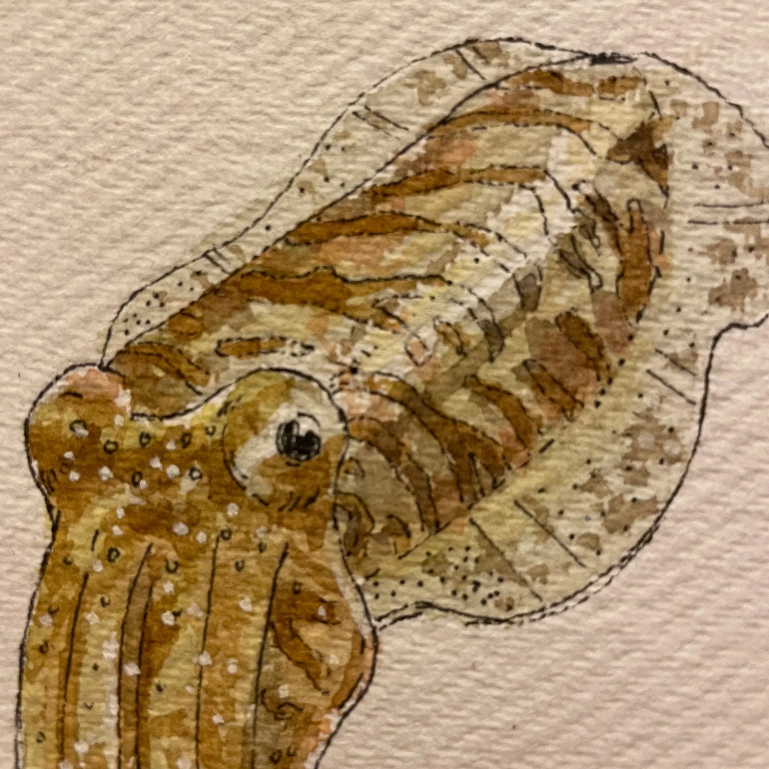 cuttlefish+2.jpg