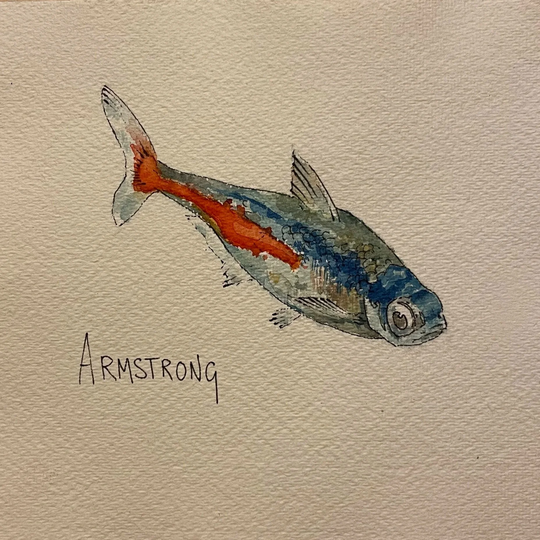 neon+tetra+1.jpg