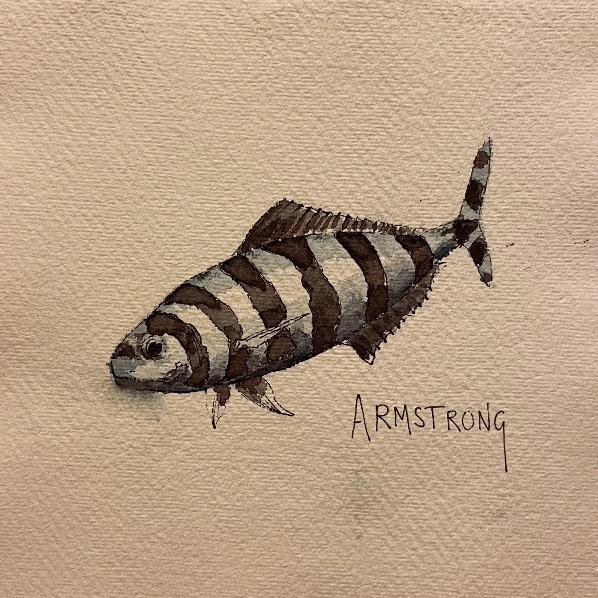 pilot+fish+1.jpg