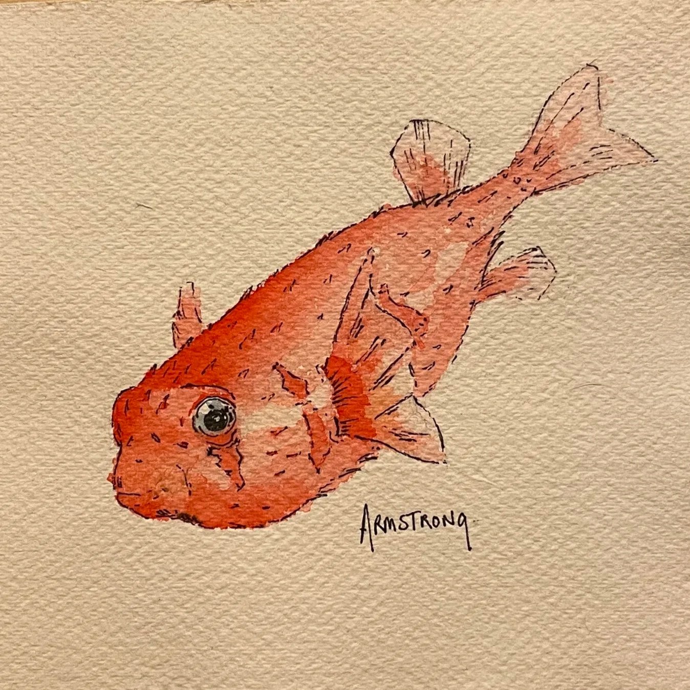puffer+1.jpg