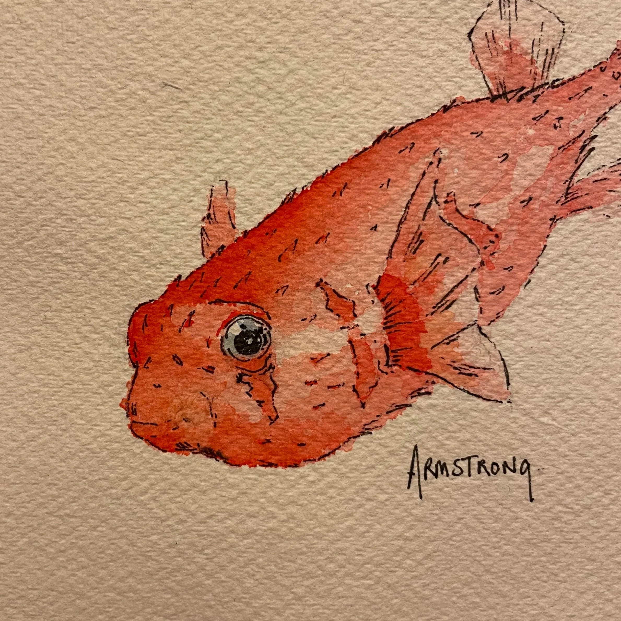 puffer+2.jpg