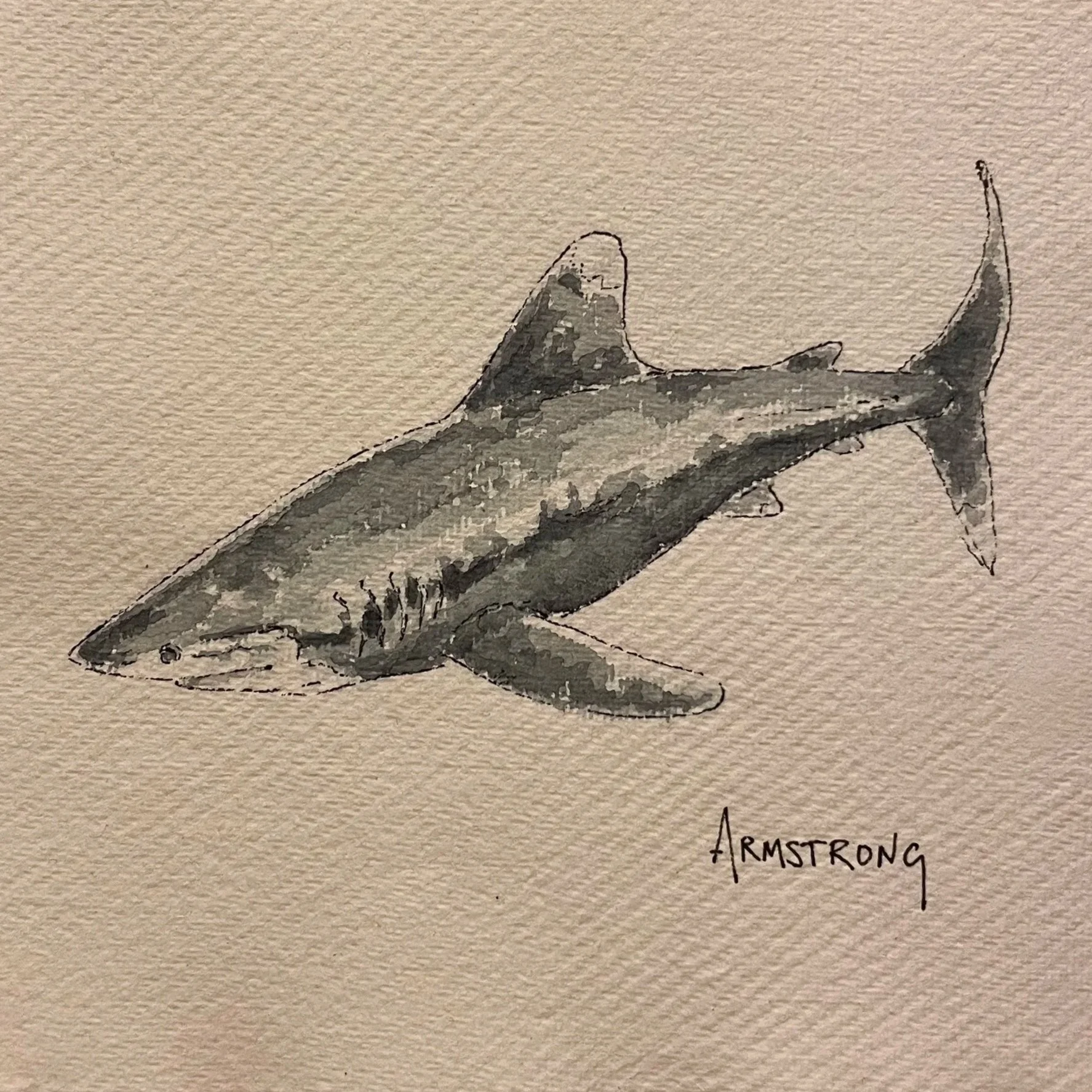 white+tipped+shark+1.jpg