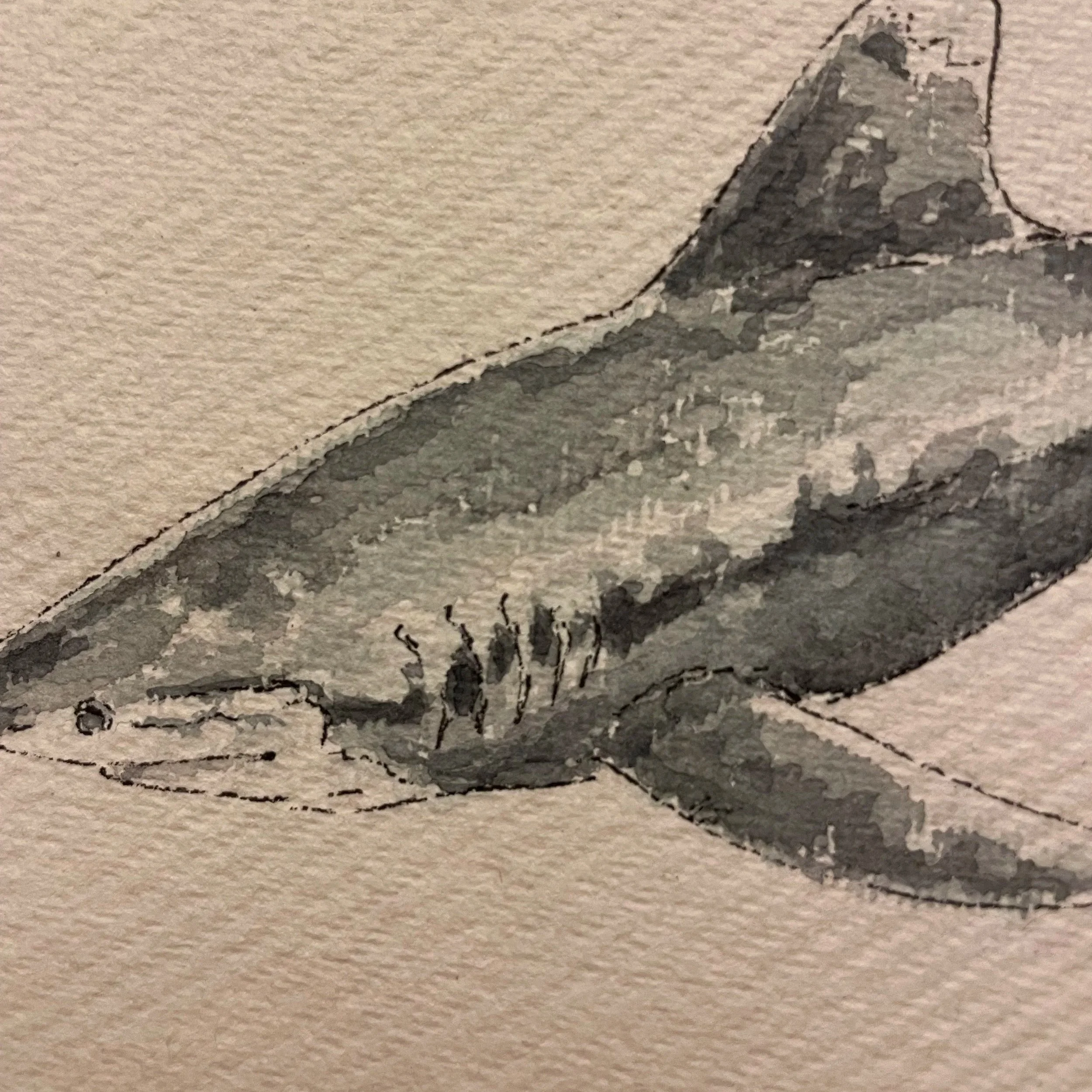 white+tipped+shark+2.jpg